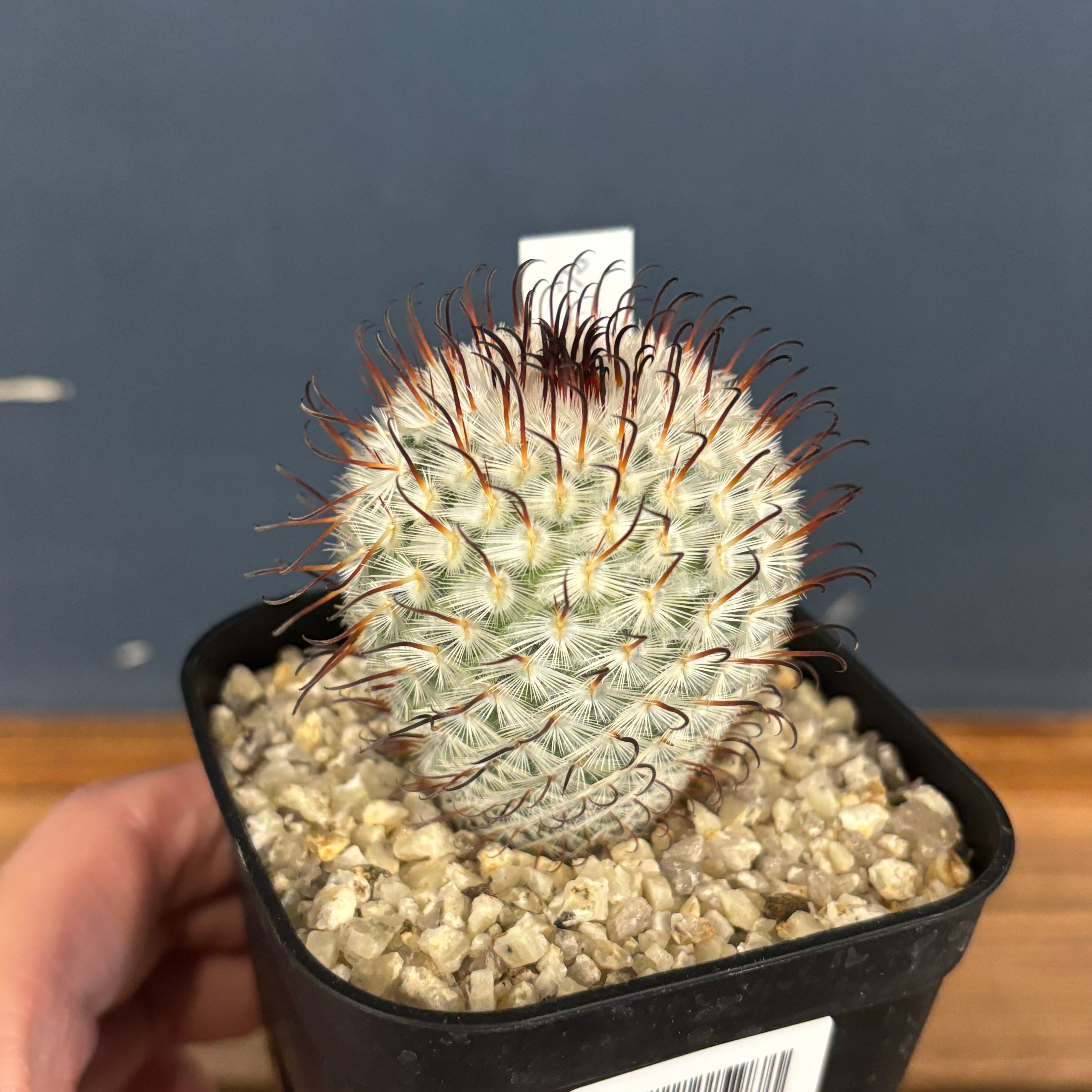 マミラリア　ペレスデラロサエ Mammillaria perezdelarosae マミラリア ペレスデラロサエ サボテン