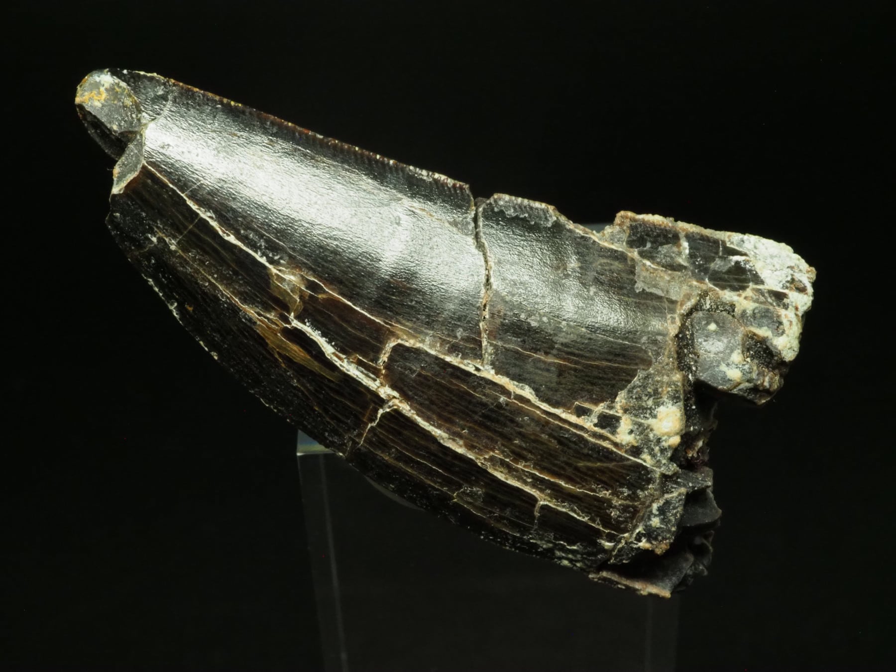 全長180mm！カルカロドントサウルスの歯【Carcharodontosaurus