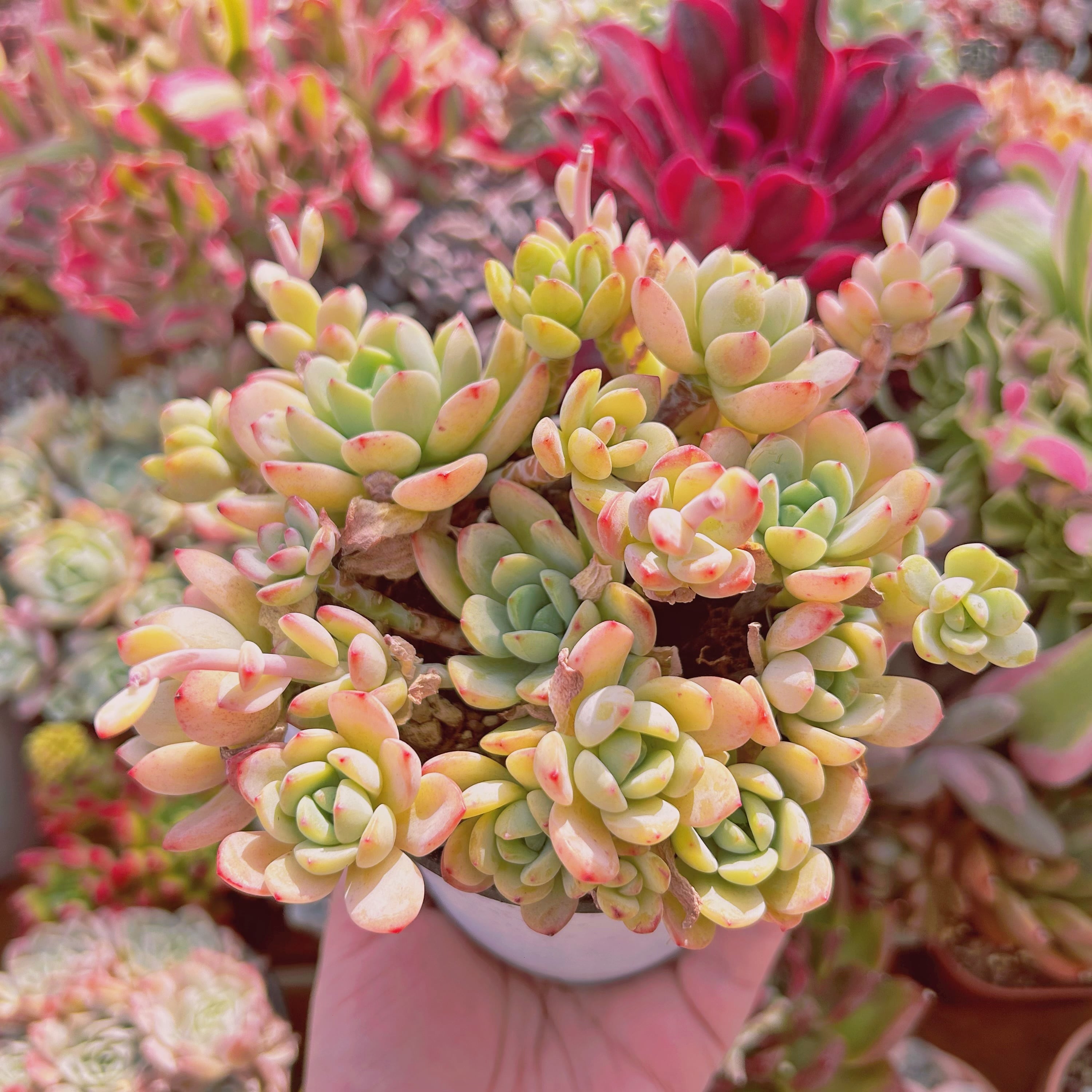 #730現物　多肉植物　新品種　春の霜　