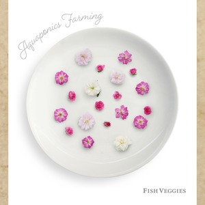 【FISH VEGGIES】エディブルローズ【小輪】20輪　化学肥料/化学農薬不使用だから安心して食べられる