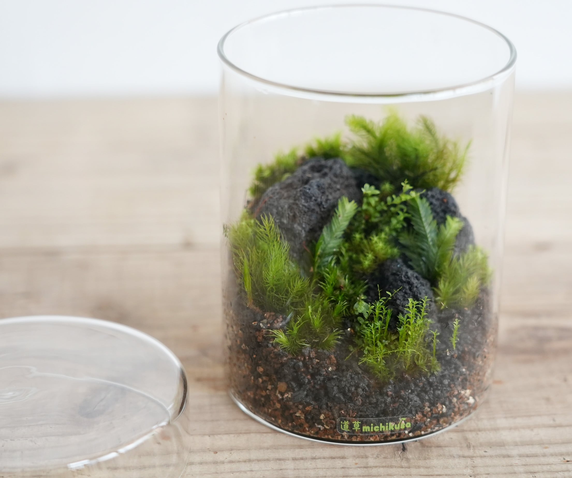 景色を楽しむ苔テラリウム】苔景シリンダー Lsize ◇プレゼントに人気