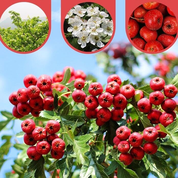 ベニサンザシ 紅山査子 2 花茶】山査子 100g/袋 | 五福茶荘