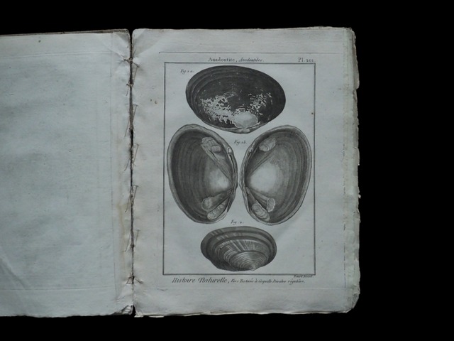 HISTOIRE NATURELLE , Coquilles Bivalves