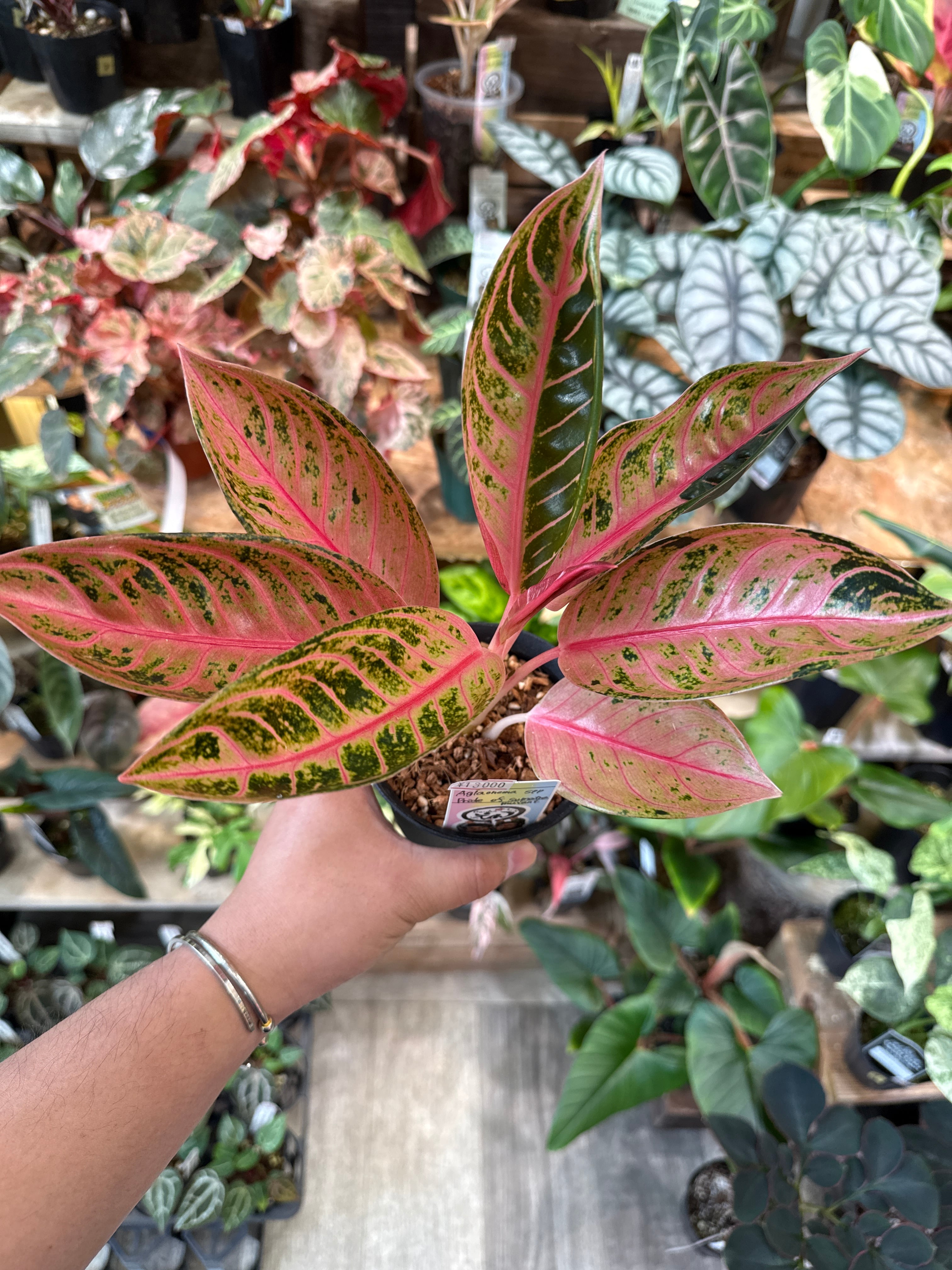 【お問合せ・確認用】植物全般（多肉、球根、水草、熱帯植物等） Gardenえん 【観葉熱帯植物】