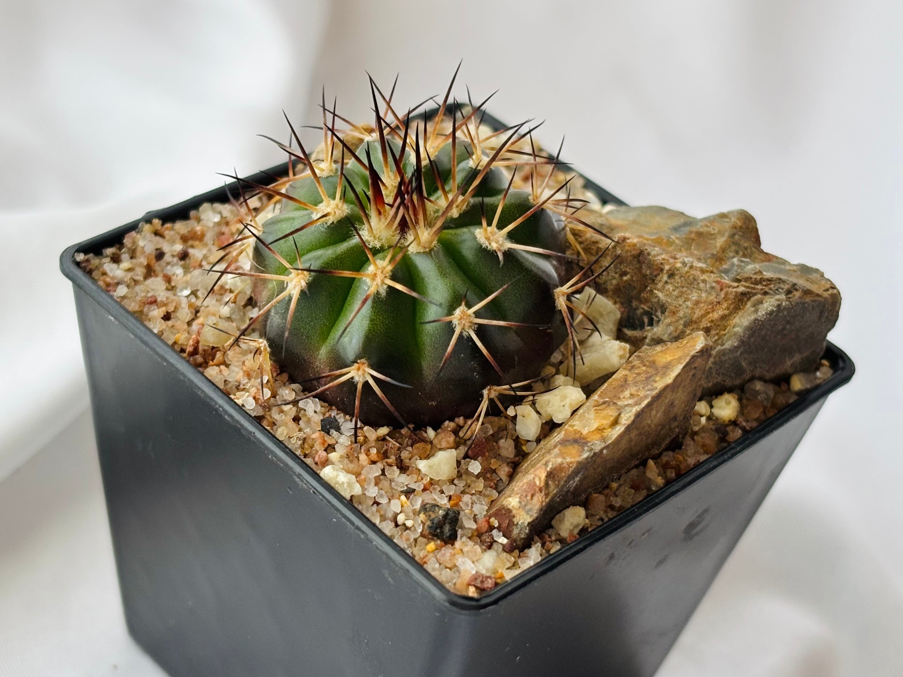 Discocactus gigantea ディスコカクタス ギガンティア サボテン