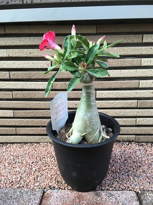 アデニウム
