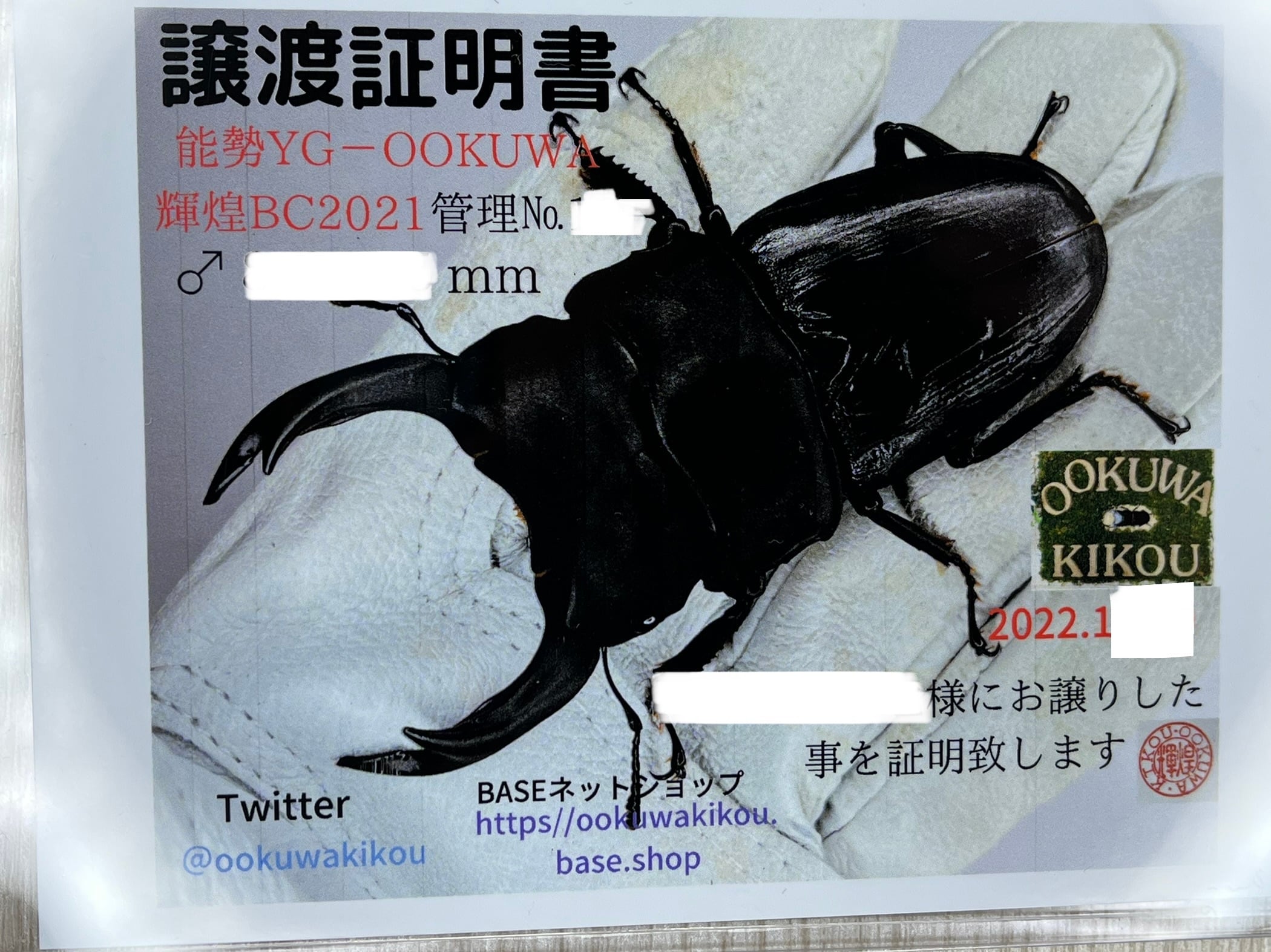 大型ミラビリスノコギリクワガタペア標本 大型ミラビリスノコギリクワガタペア標本 【公式通販】