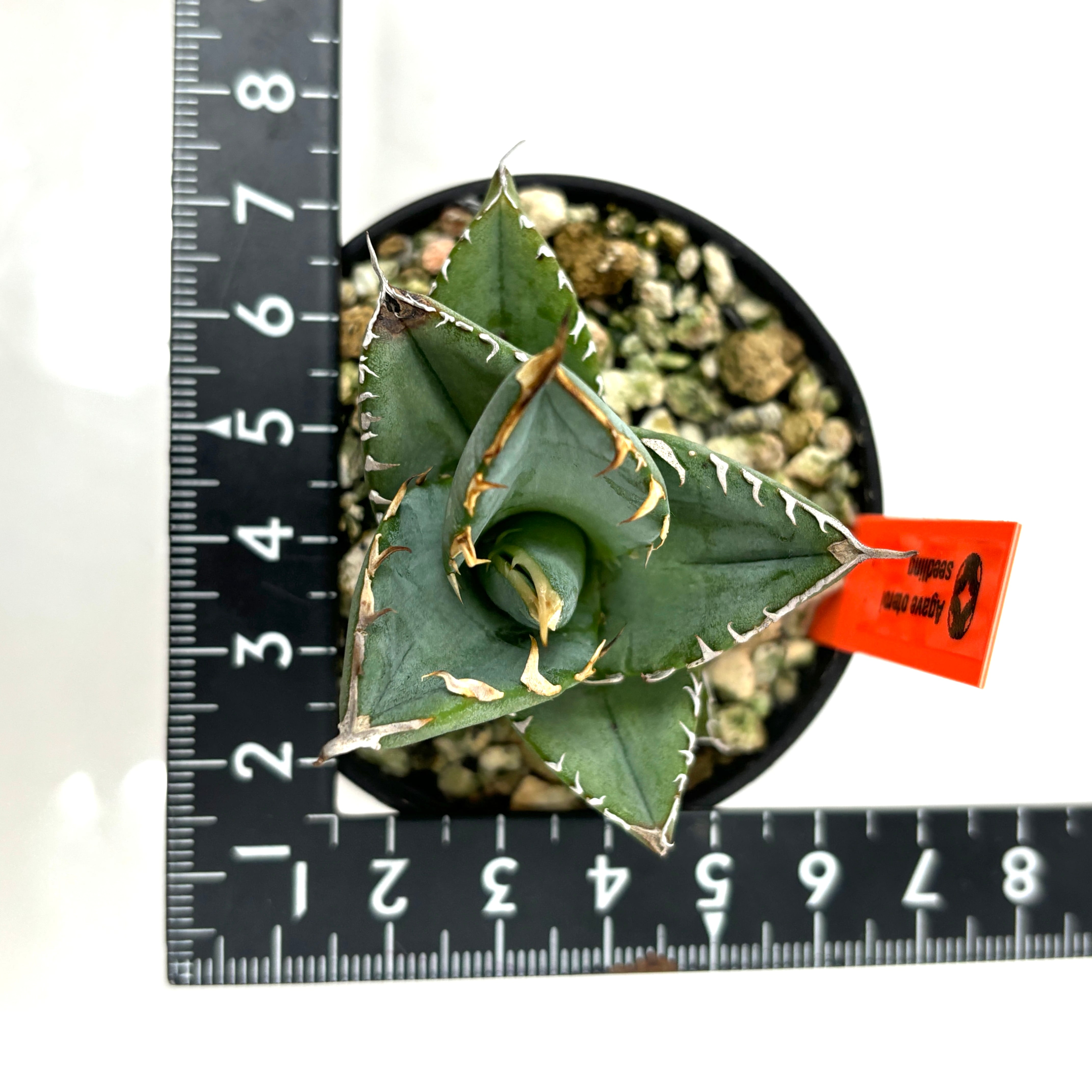アガベ オテロイ 実生 | PROTOLEAF プロトリーフ アガベ オテロイ 実生 | PROTOLEAF プロトリーフ