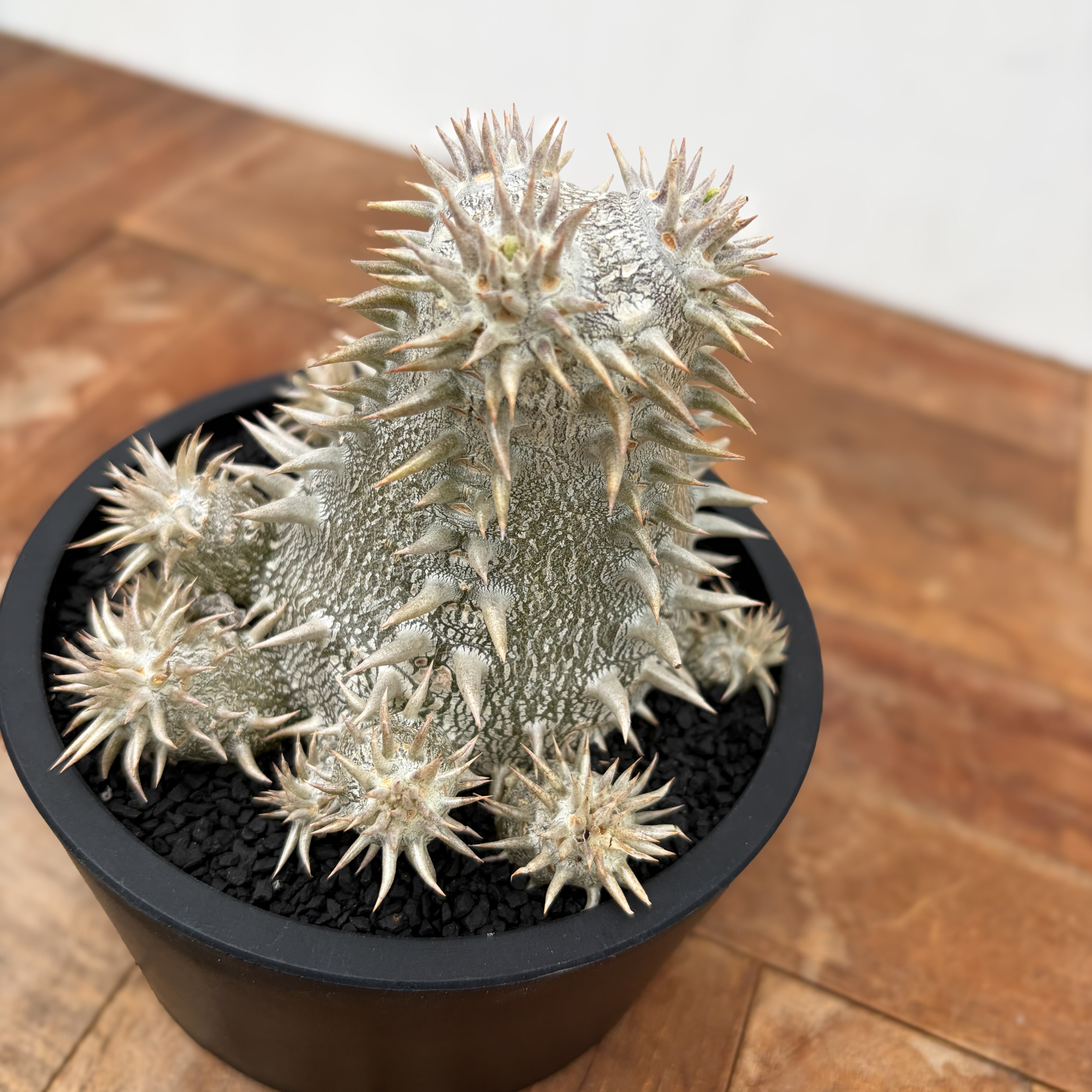 Pachypodium Densicaule【パキポディウム・恵比寿大黒・実生