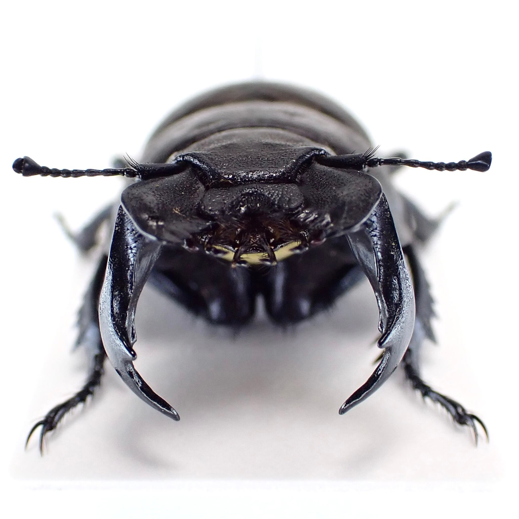 カザフスタン産 Lethrus scoparius ♂♀ 26mm/24mm | 昆虫標本