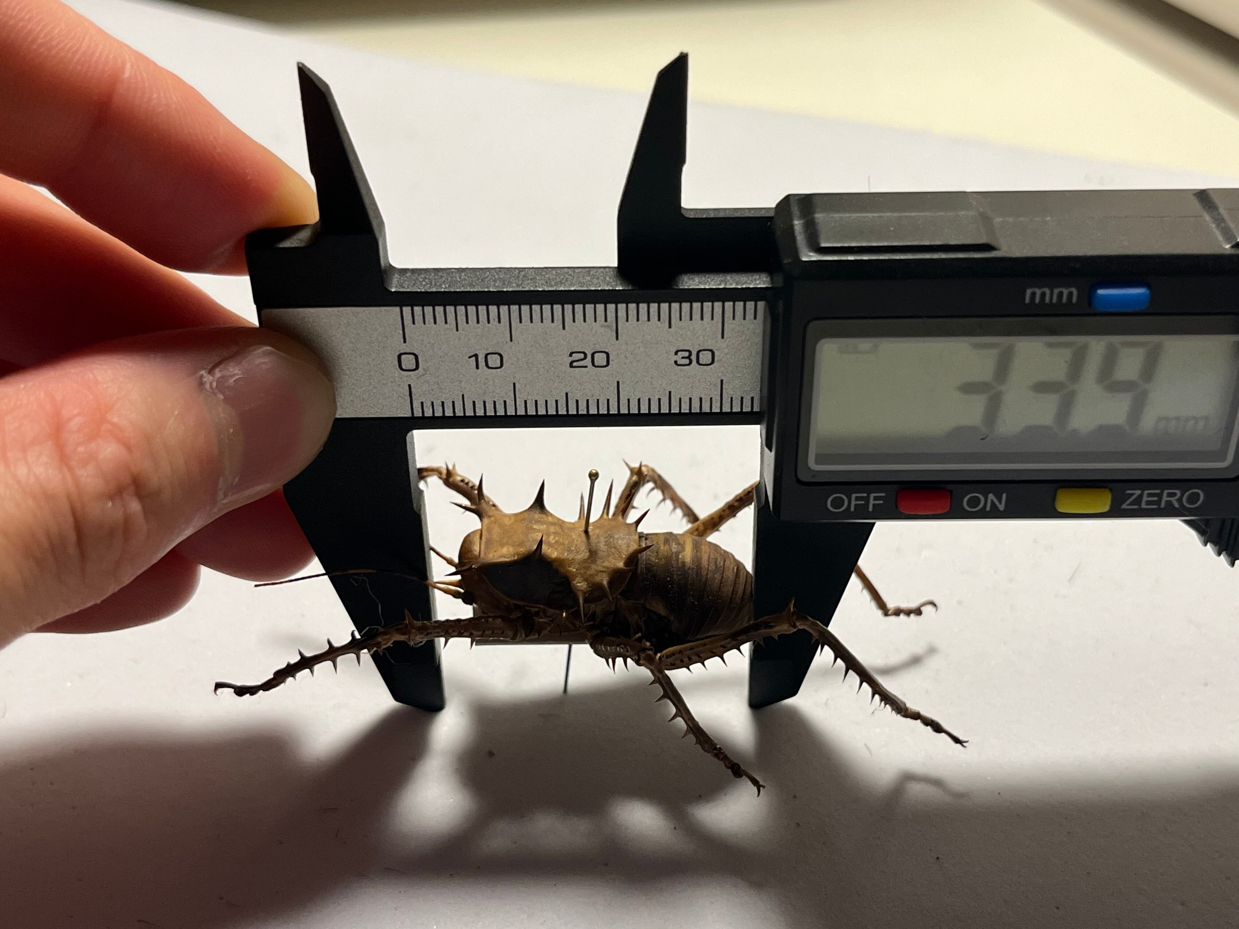 33mm】アーマードクリケット 武装コオロギ ドラゴンヘッドコオロギ