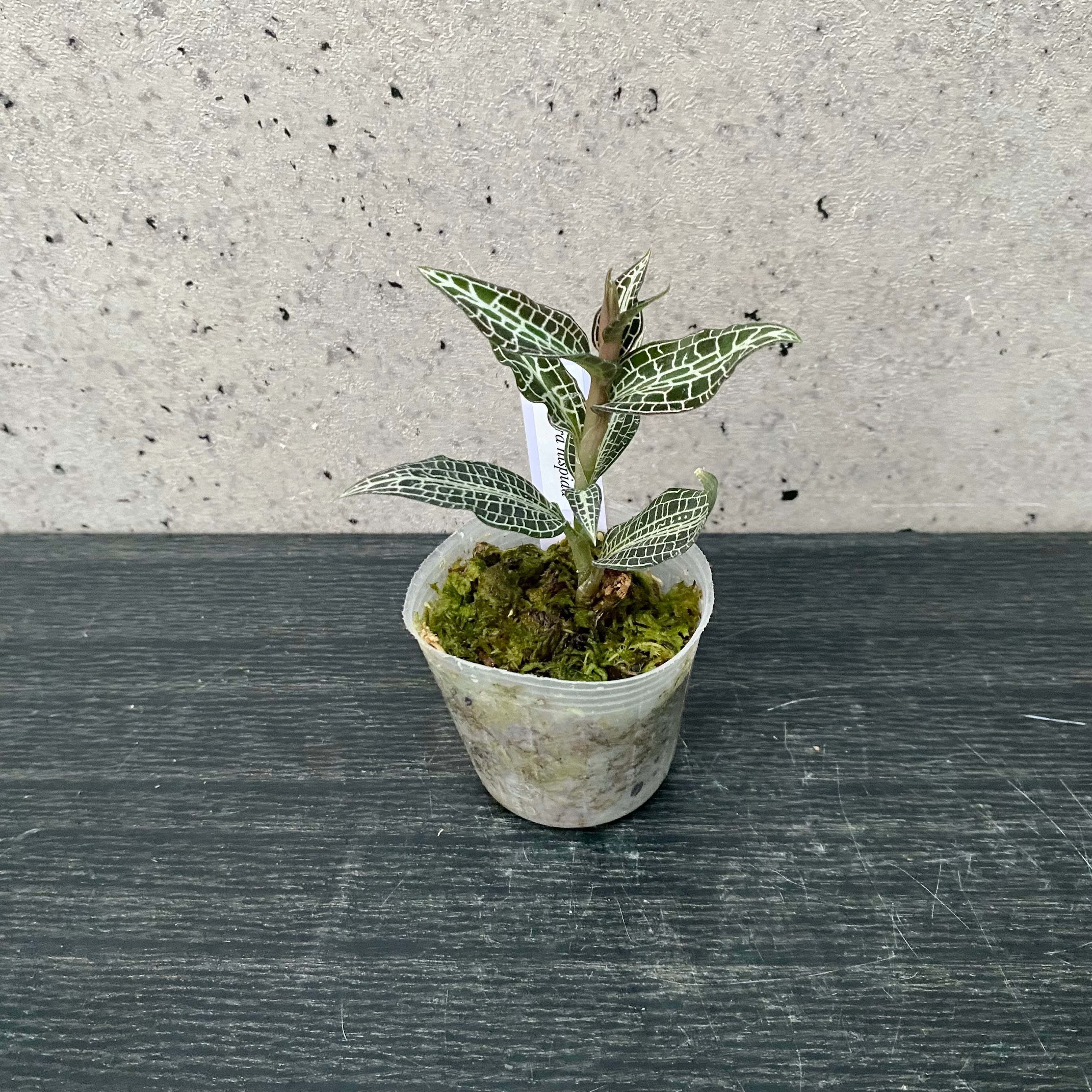 ジュエルオーキッド 『Goodyera hispida』 | Planet Plants プラネット