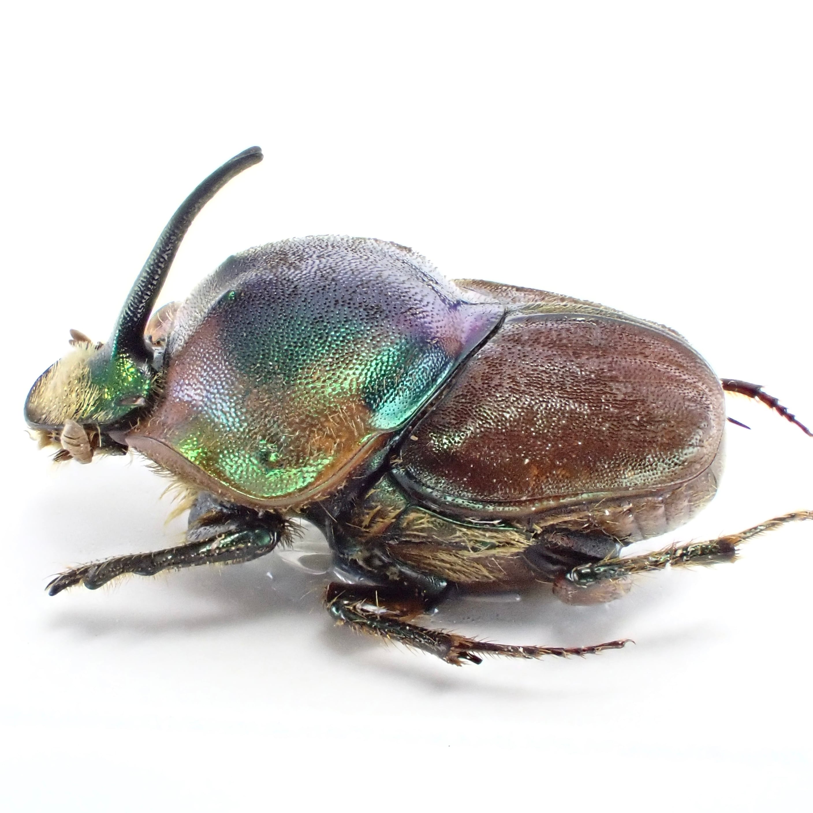 タンザニア産 Proagoderus loricatus ♂ 12mm | 昆虫標本 Diggers