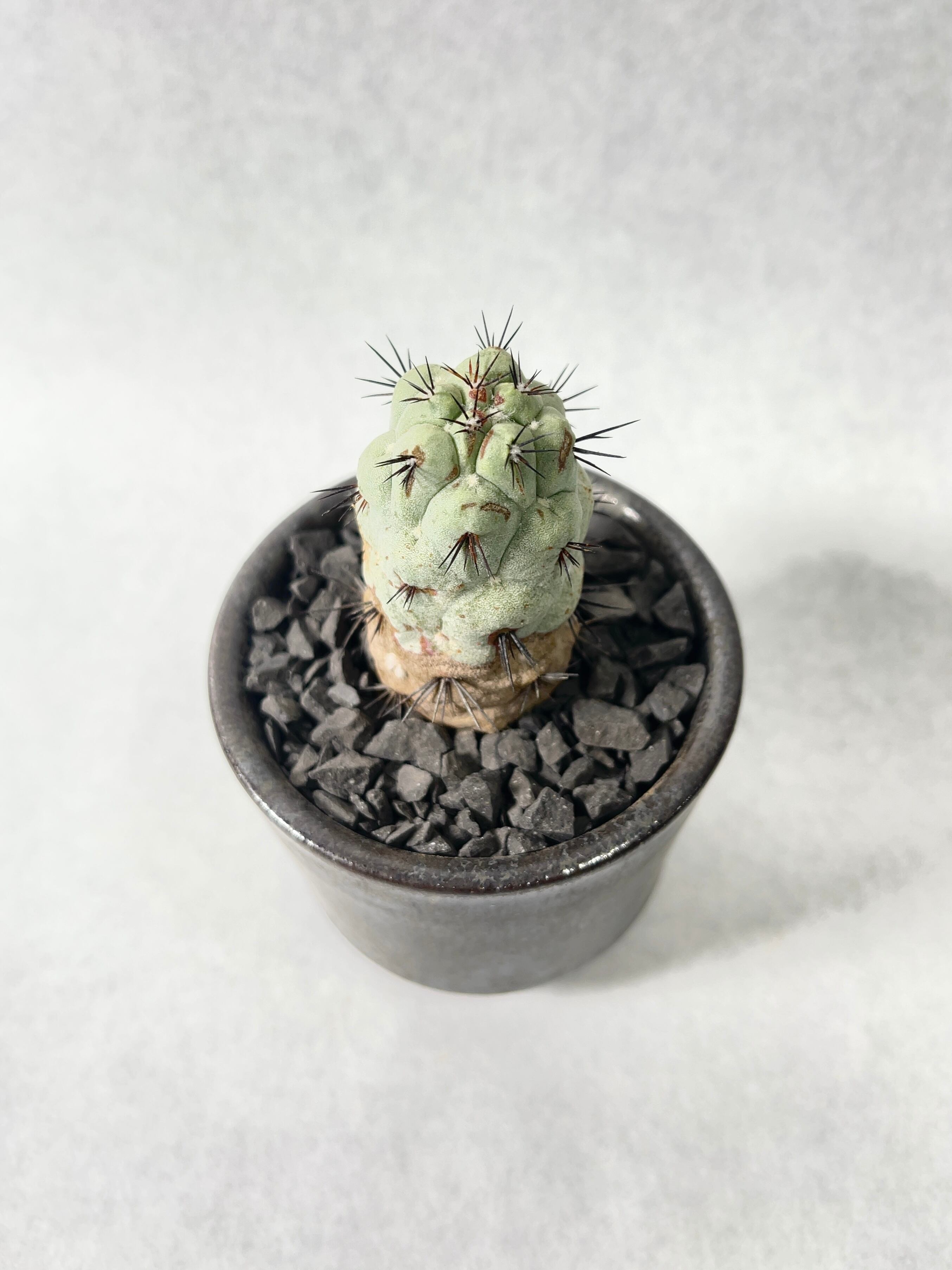 オルテゴカクタス・マクドガリー | trigger