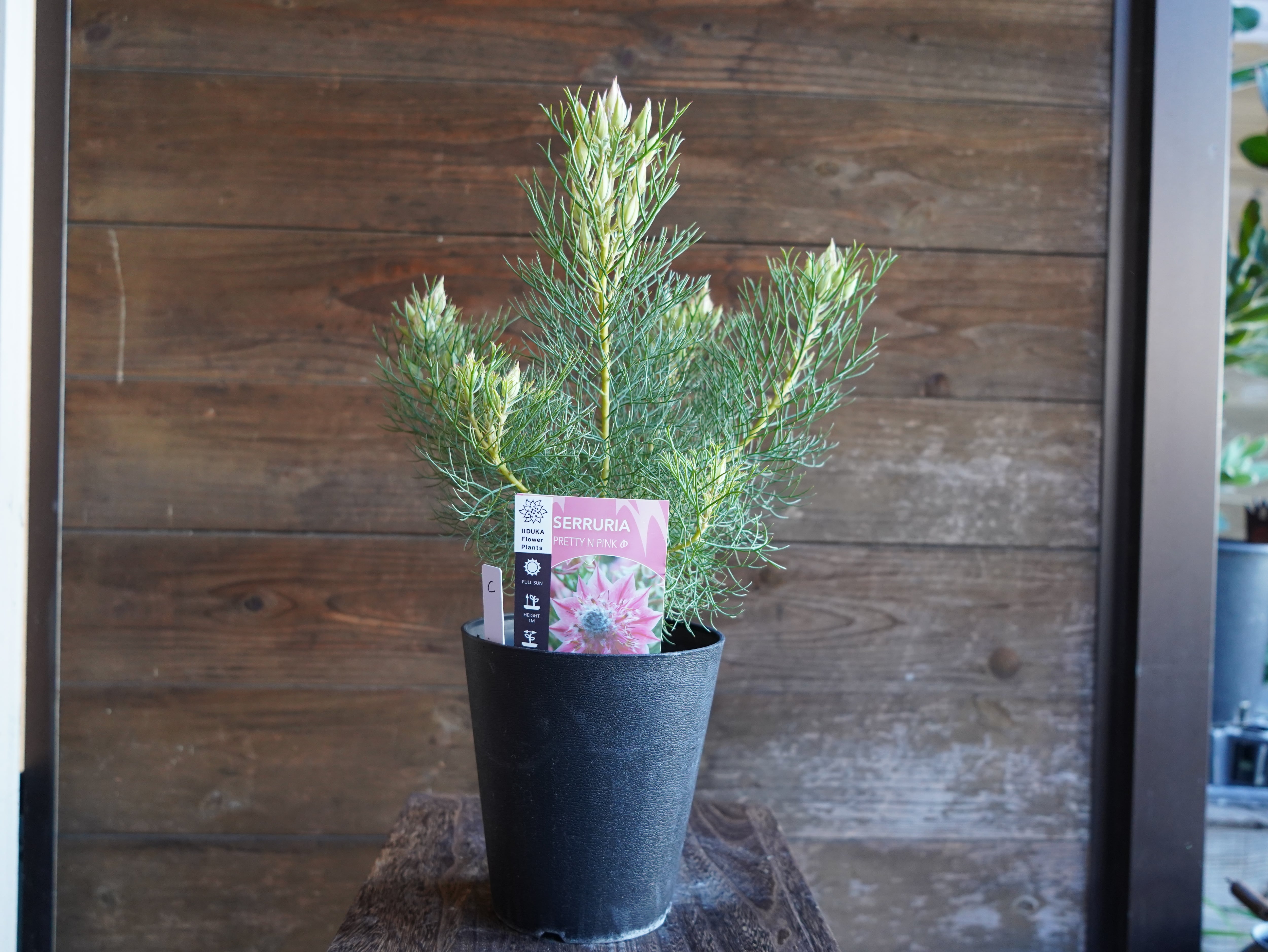 【現物】セルリア　”プリティピンク”　C