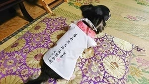 ペット用お遍路白衣 巡礼白衣 輪袈裟付き 3点セット Mサイズまで