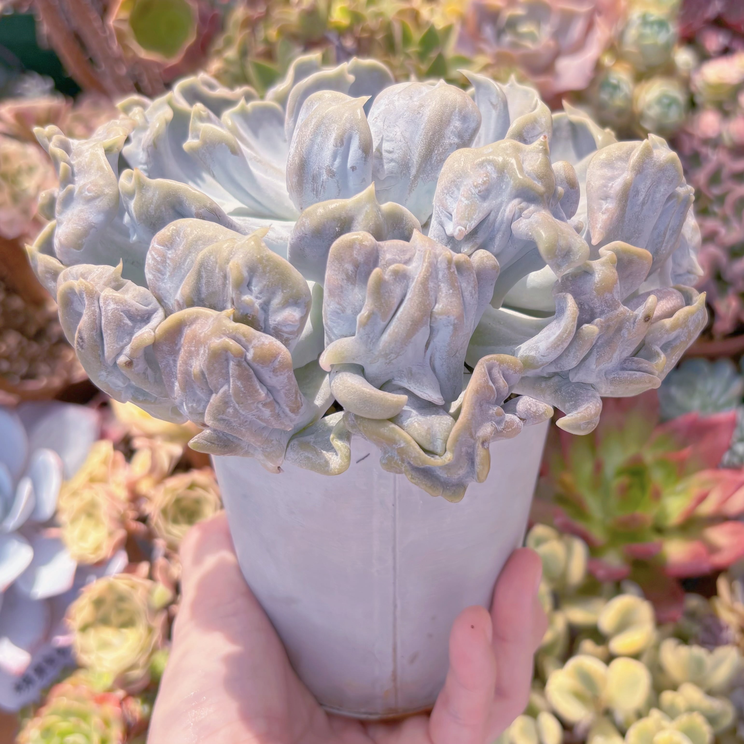 Top【選抜株】多肉植物　360010スリリング　パール　20個　鉢無し/脱土 多肉植物 スリラーパール(約15cm) 特大苗 新入荷 るる農園 | るる農園