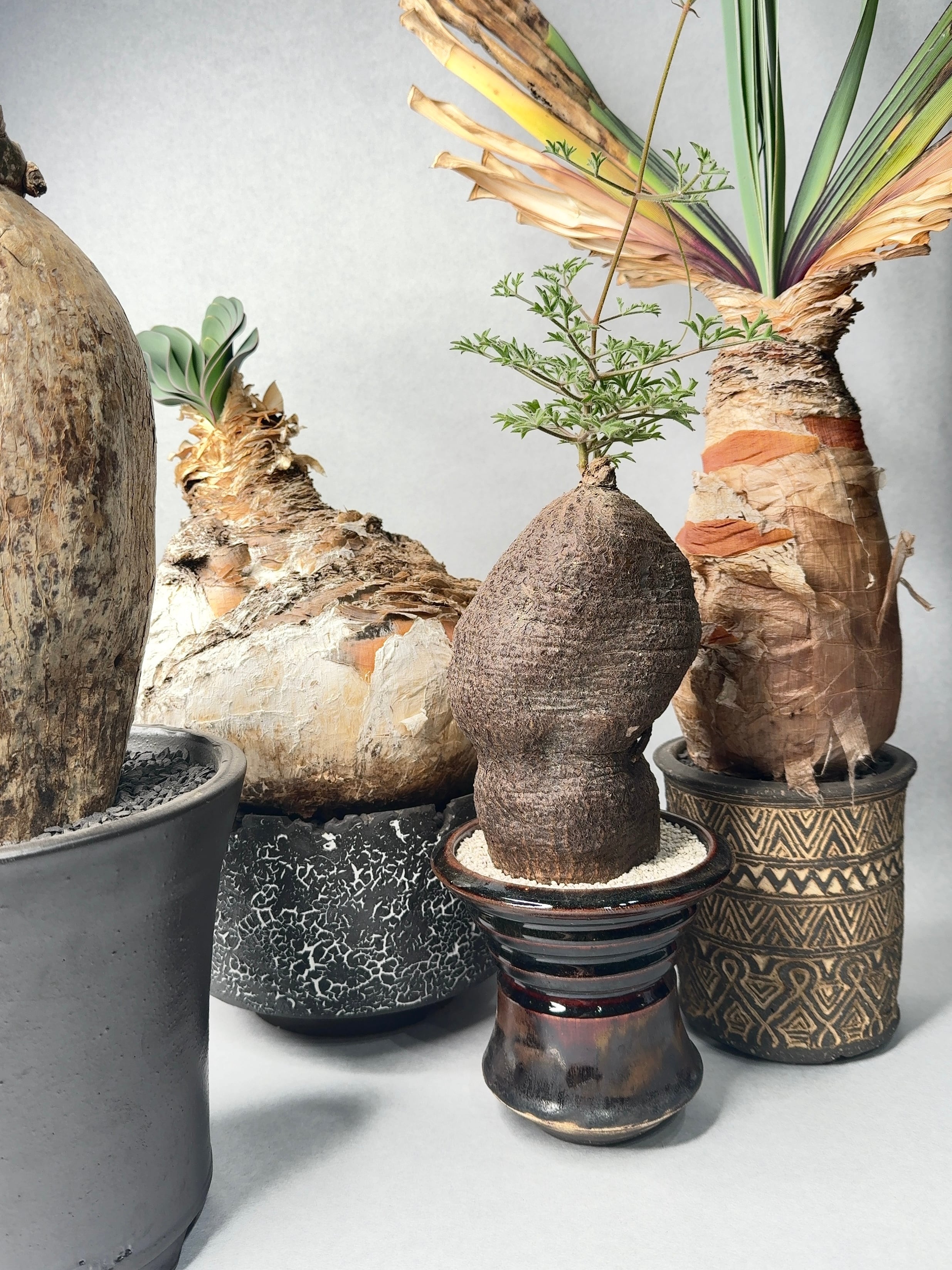 ブーファン・ハエマンソイデス | trigger