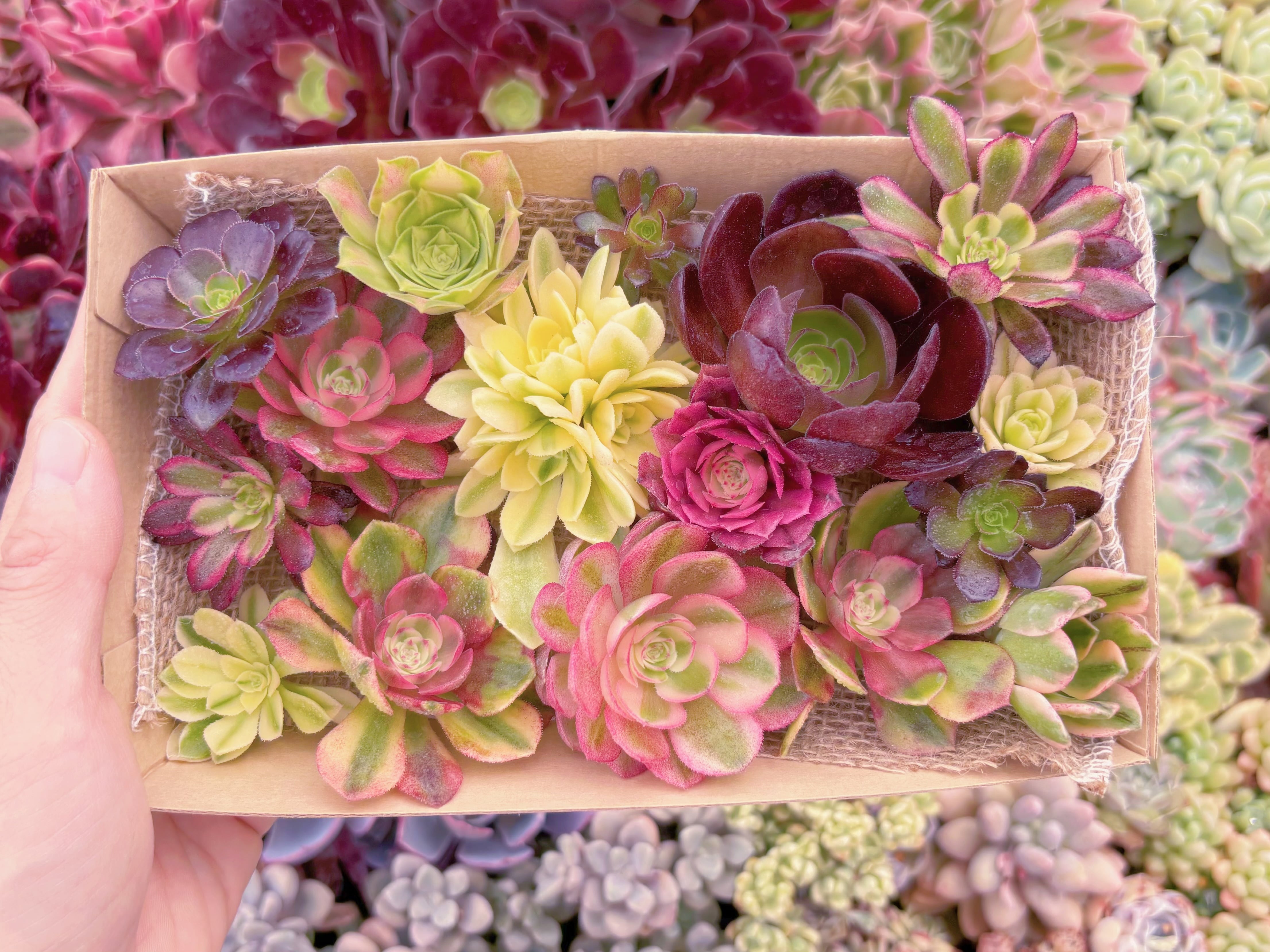 現品　寄せ植えセット#885　12cmx20cm　るる農園