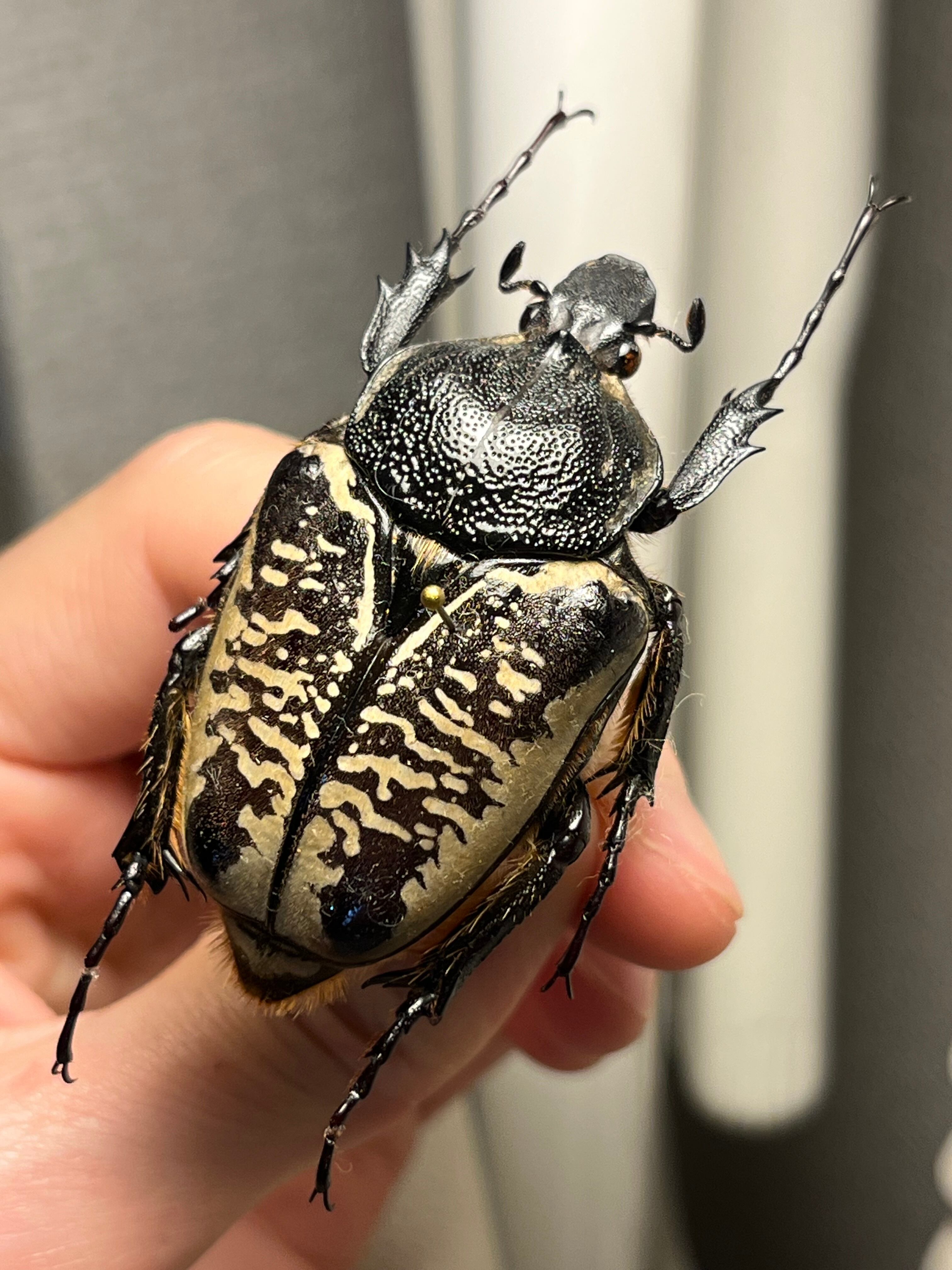 属内最小種】サザナミゴライアスオオツノハナムグリ Goliathus