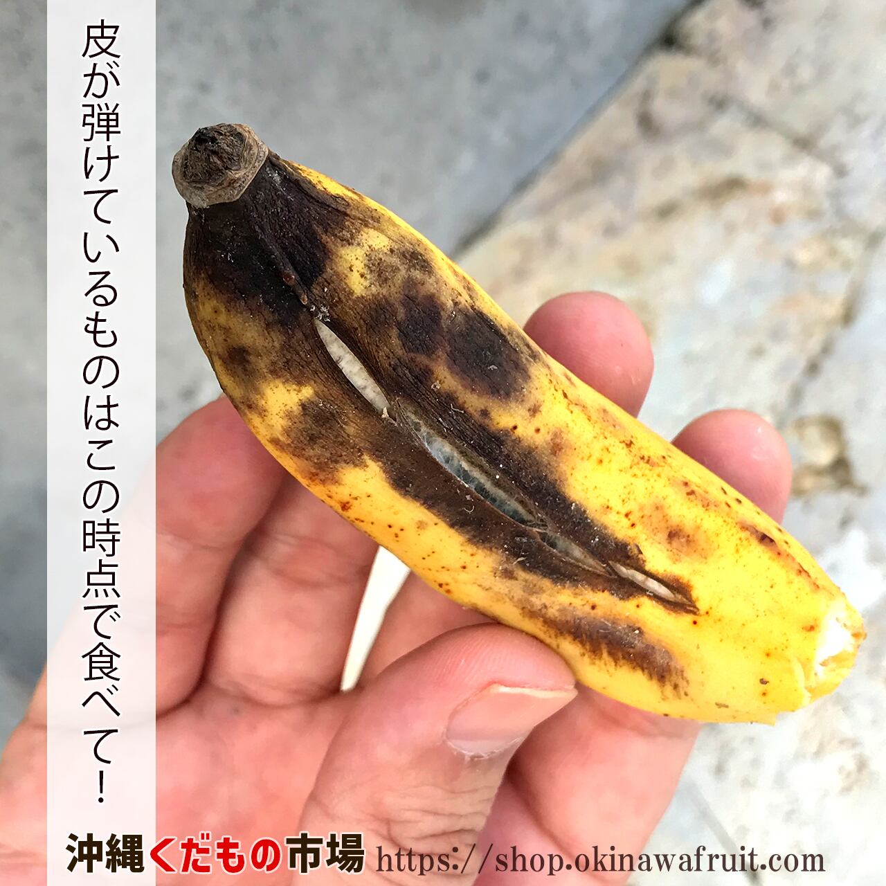 沖縄県産もっちり島バナナ（約1kg）【収穫時に発送】 | 沖縄くだもの市場