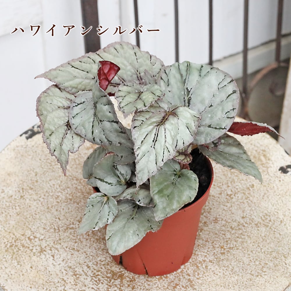 観葉植物 レックスベゴニア ビリーフシリーズ 3.5号 個性的 カラフル