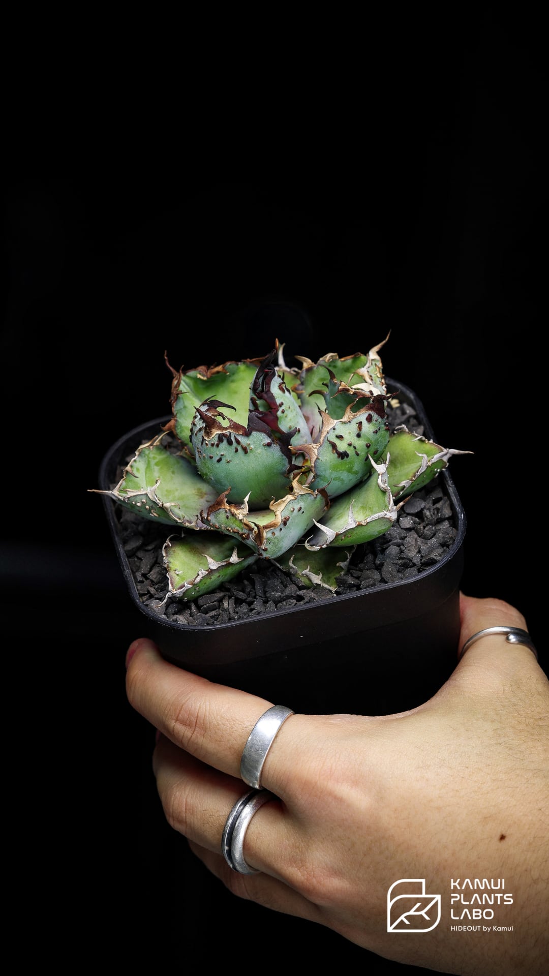 悪魔BB 最終販売】 | KAMUI PLANTS LABO