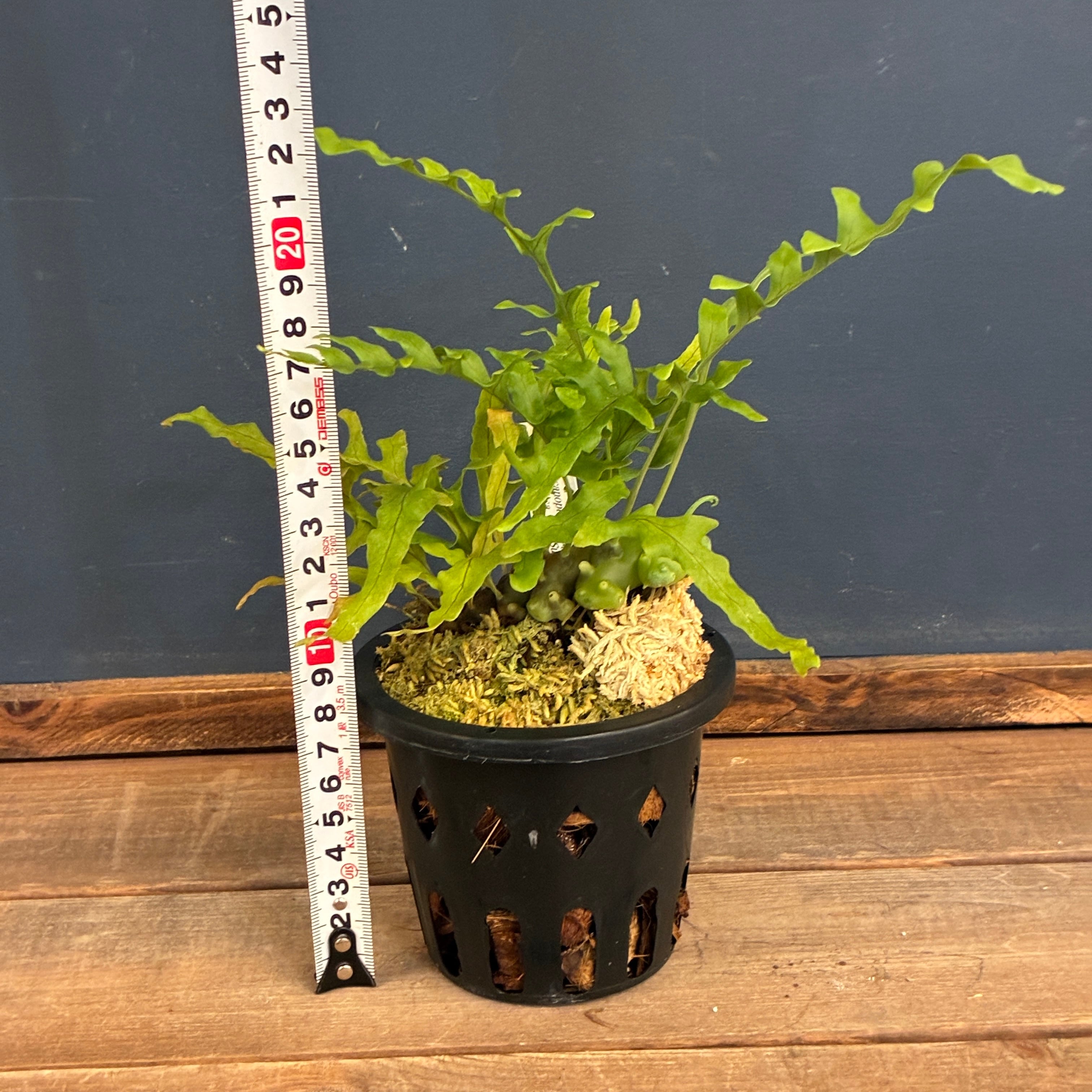 抽選販売】【伊藤蟻】Lecanopteris balgooyi (blue type) Mamasa（限定