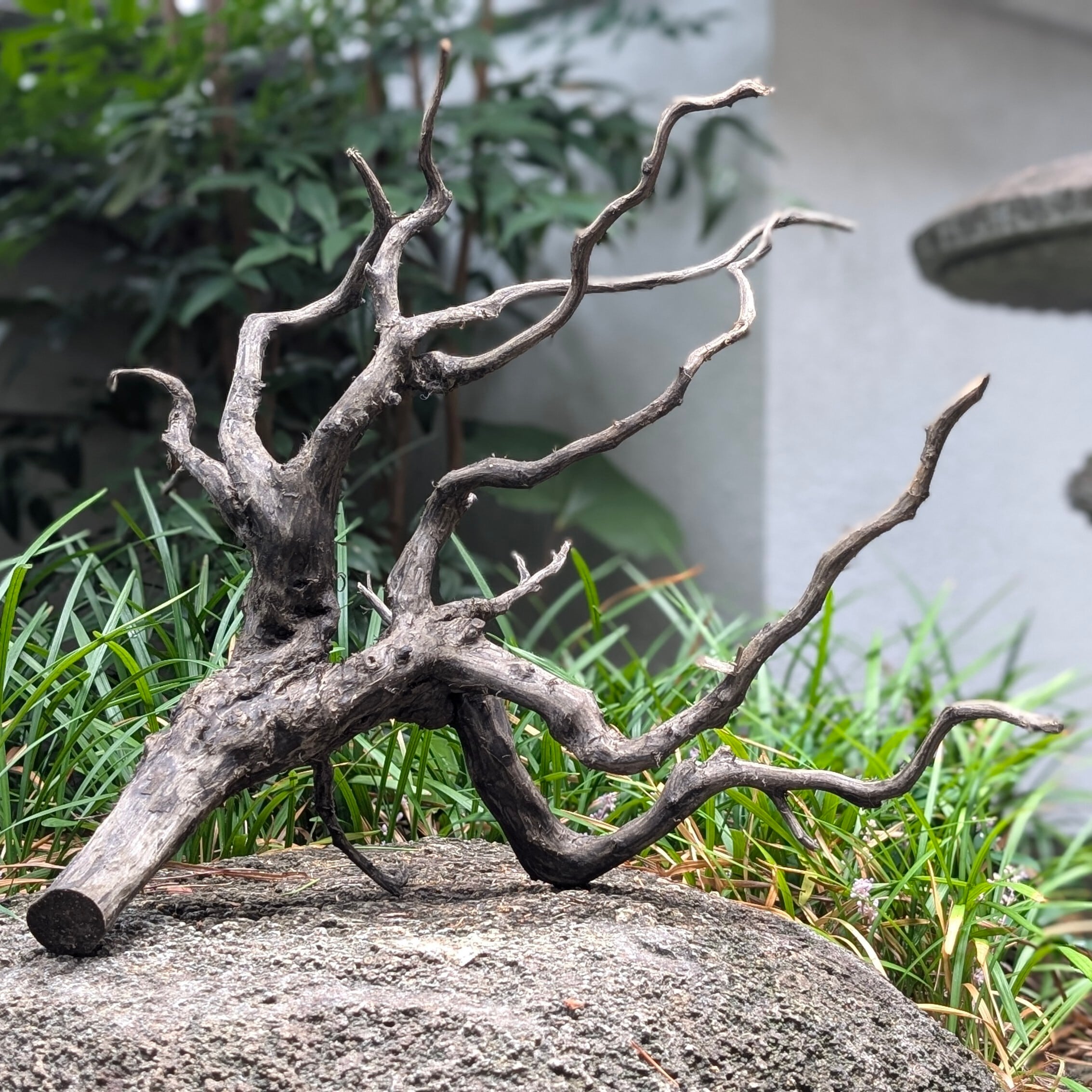 ブラックスマトラブランチウッド【BSB099】流木 アク抜き処理