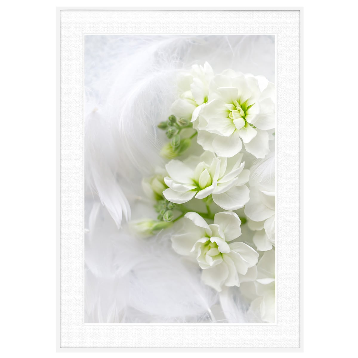 花写真 白い花 インテリア アートフォトポスター額装 AS4573