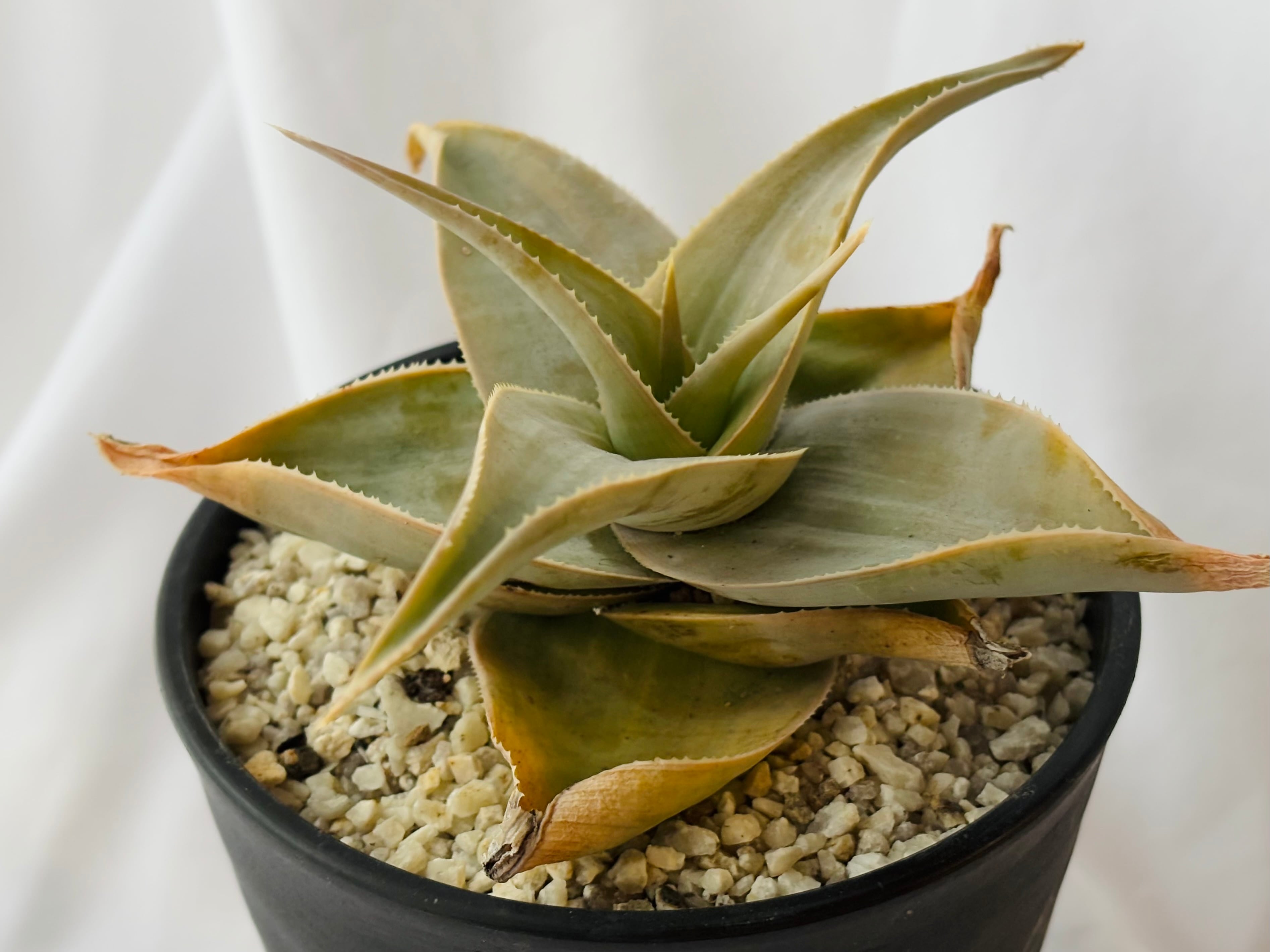 Aloe アロエ | plants MARU ーサボテン・多肉植物のお店ー