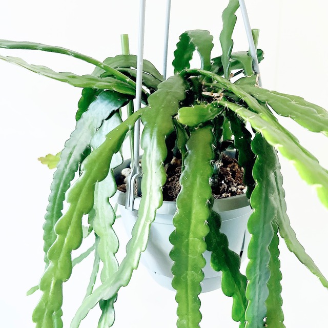 ユニークな葉姿＊フィッシュボーンカクタス＊人気商品【calm cafe】