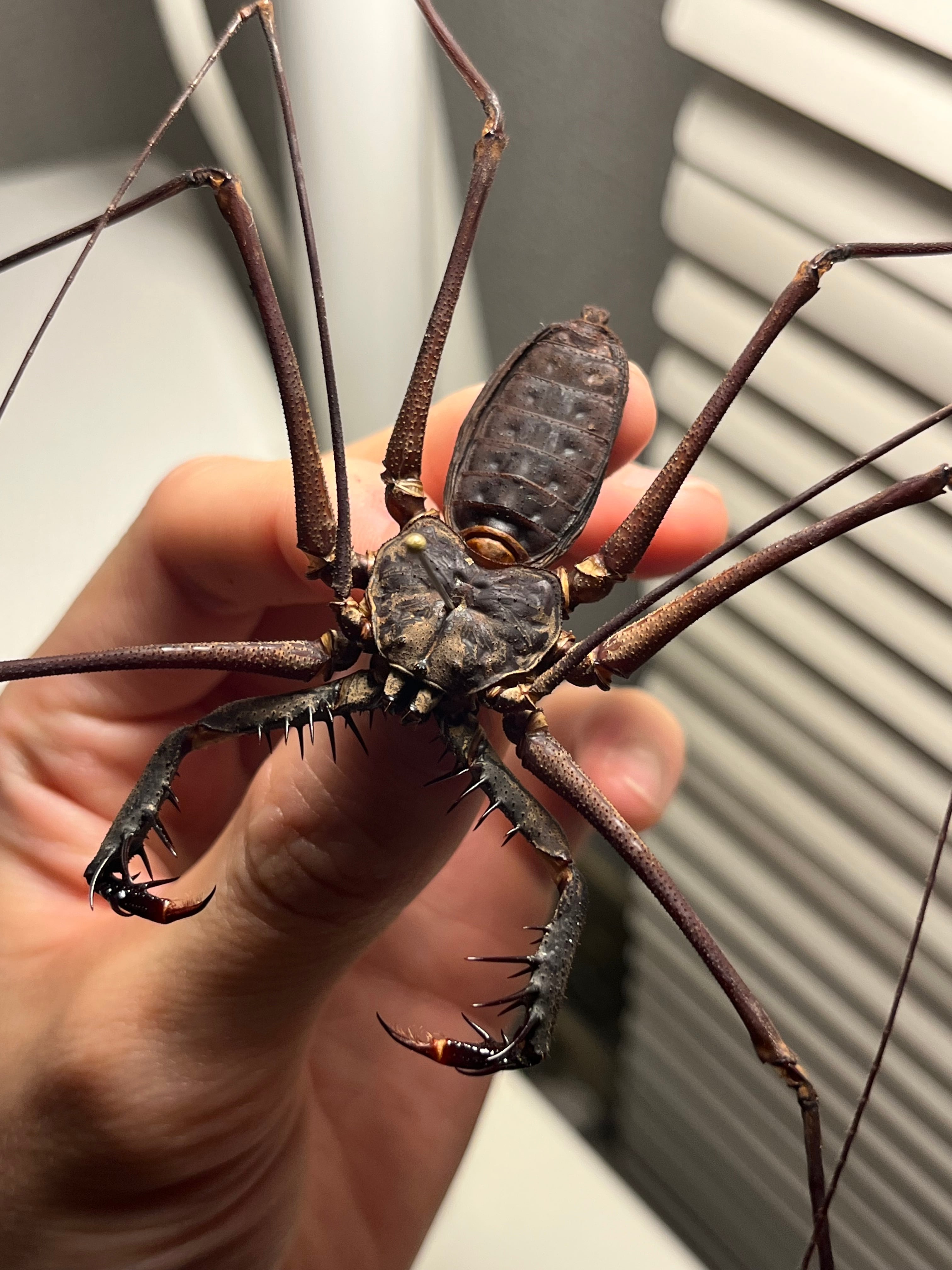 腕虫最大級】Heterophrynus sp.ウデムシ 標本 ヒヨケムシ 三大奇蟲