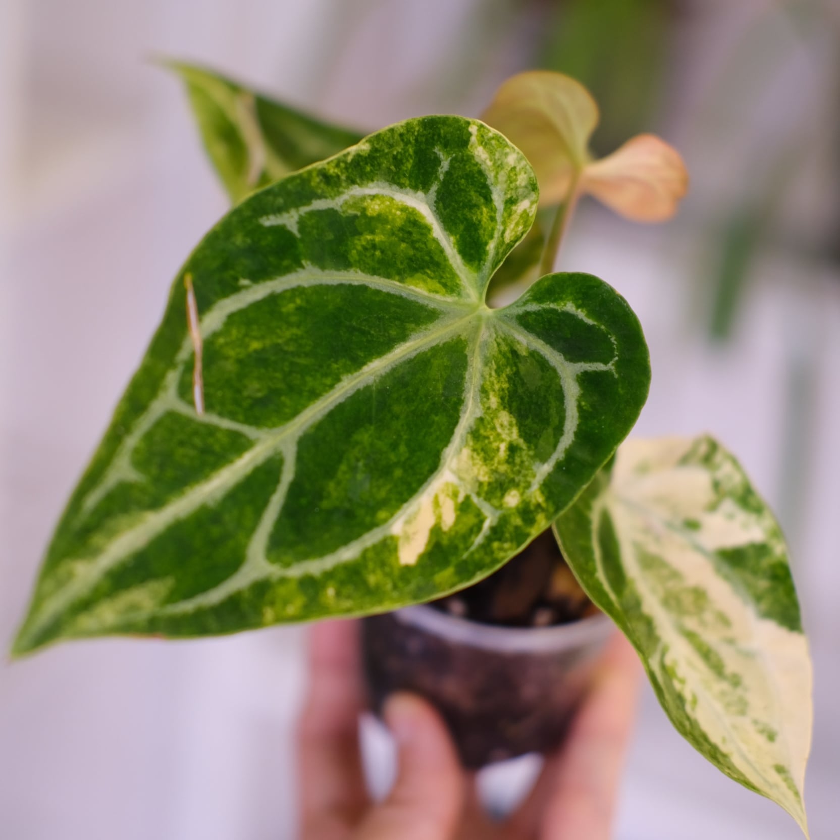 Anthurium crystallinum aurea｜アンスリウム クリスタリナム オーレア
