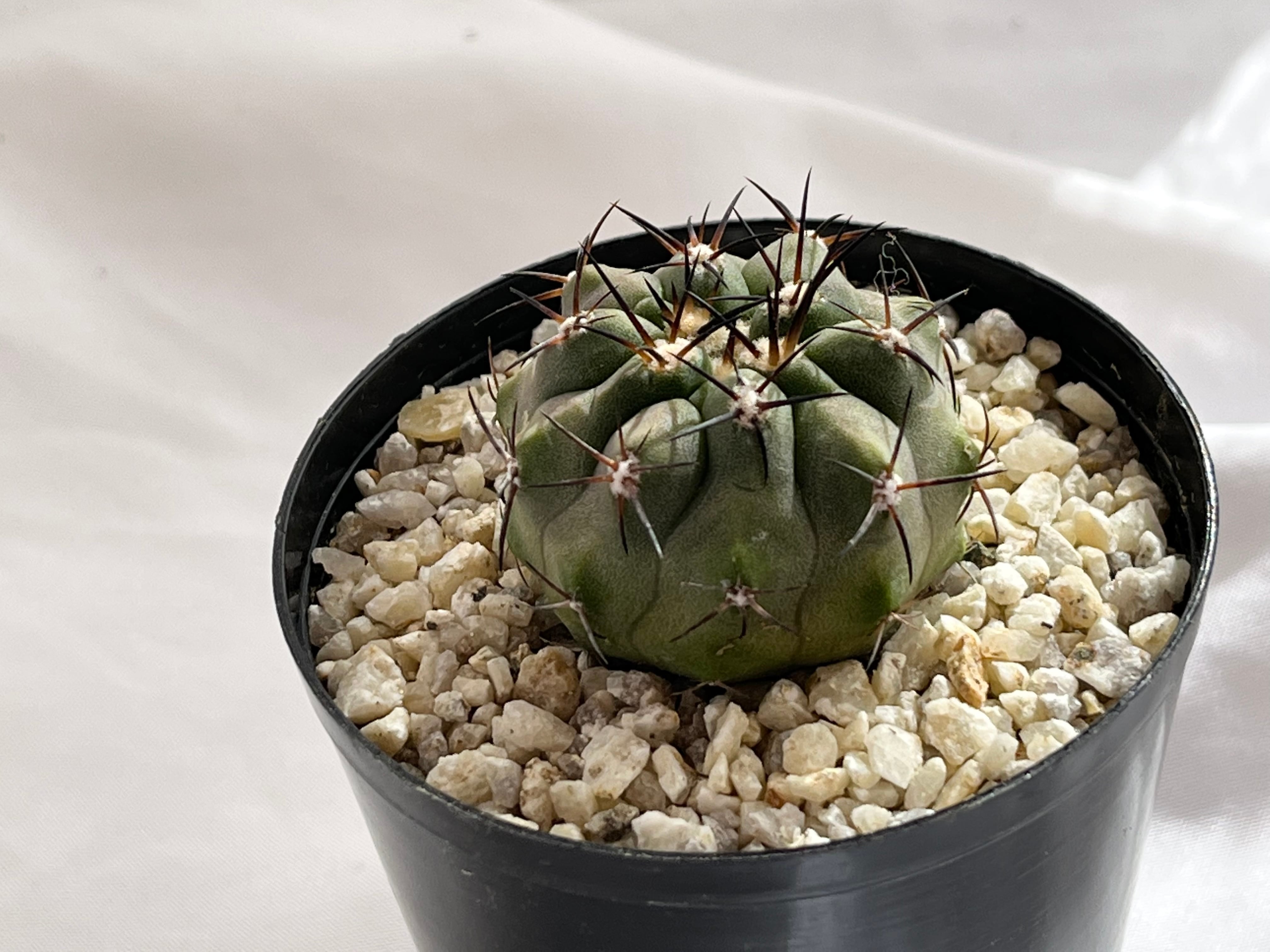 Copiapoa sp コピアポア (黒王丸×カルデナラ)×黒王丸 交配種 Copiapoa sp コピアポア (黒王丸×カルデナラ)×黒王丸 交配種