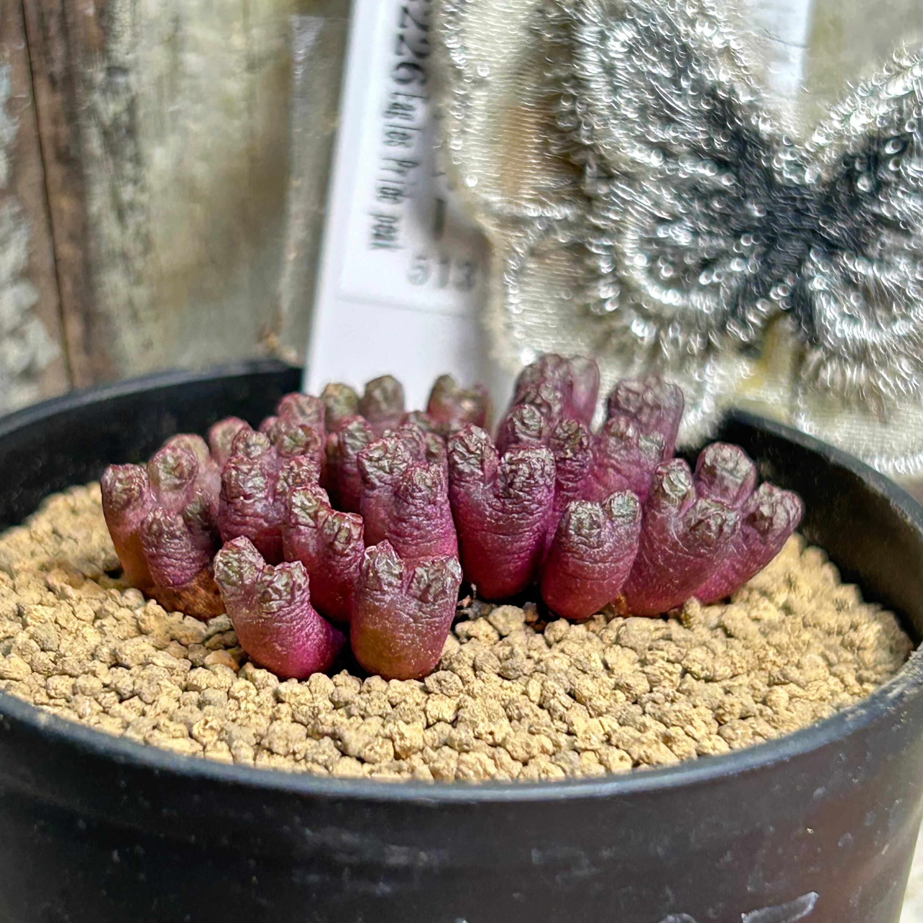 T)コノフィツム ルックホッフィー | RuPo 多肉植物専門店