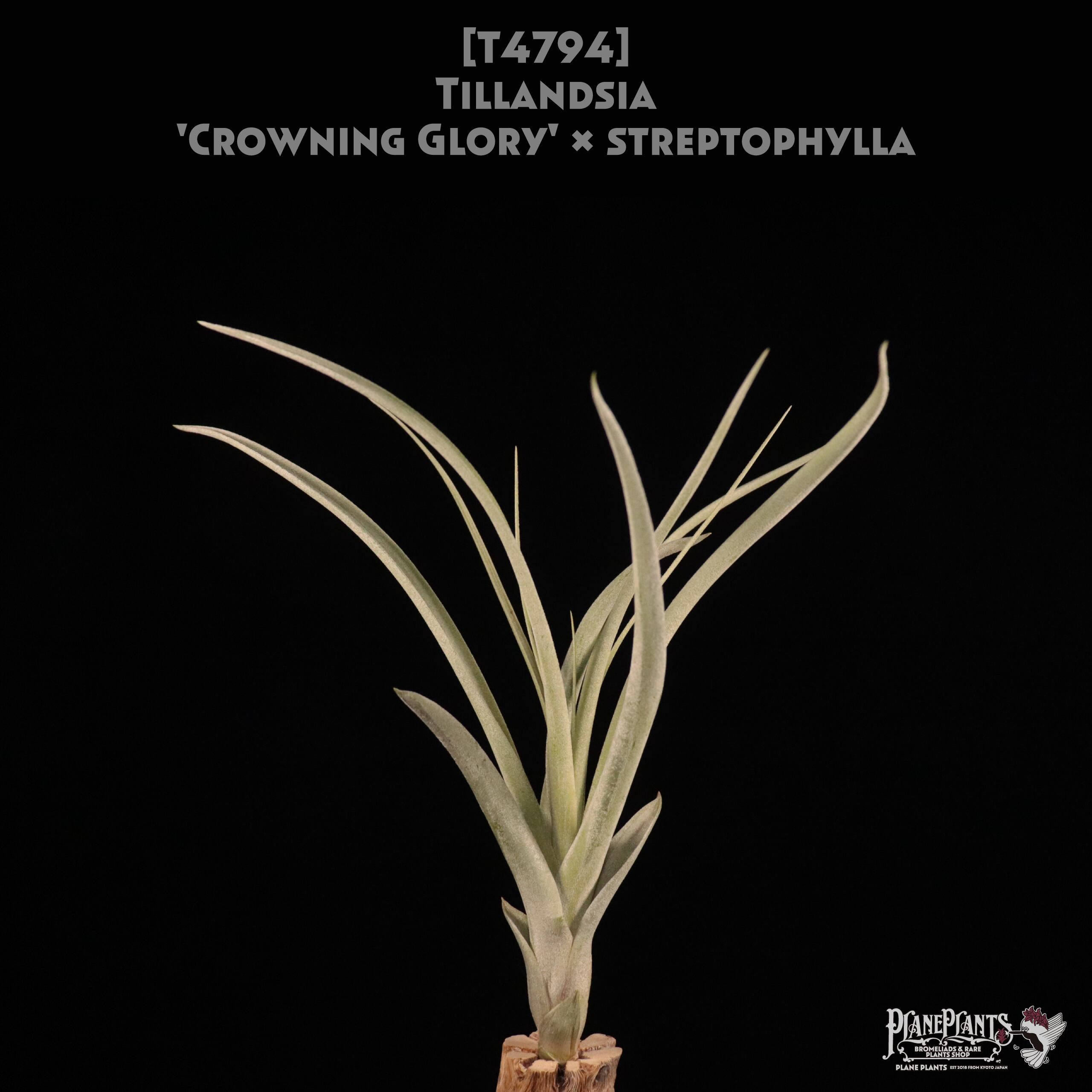 【reserved】'Crowning Glory' x streptophylla〔エアプランツ〕現品発送T4794