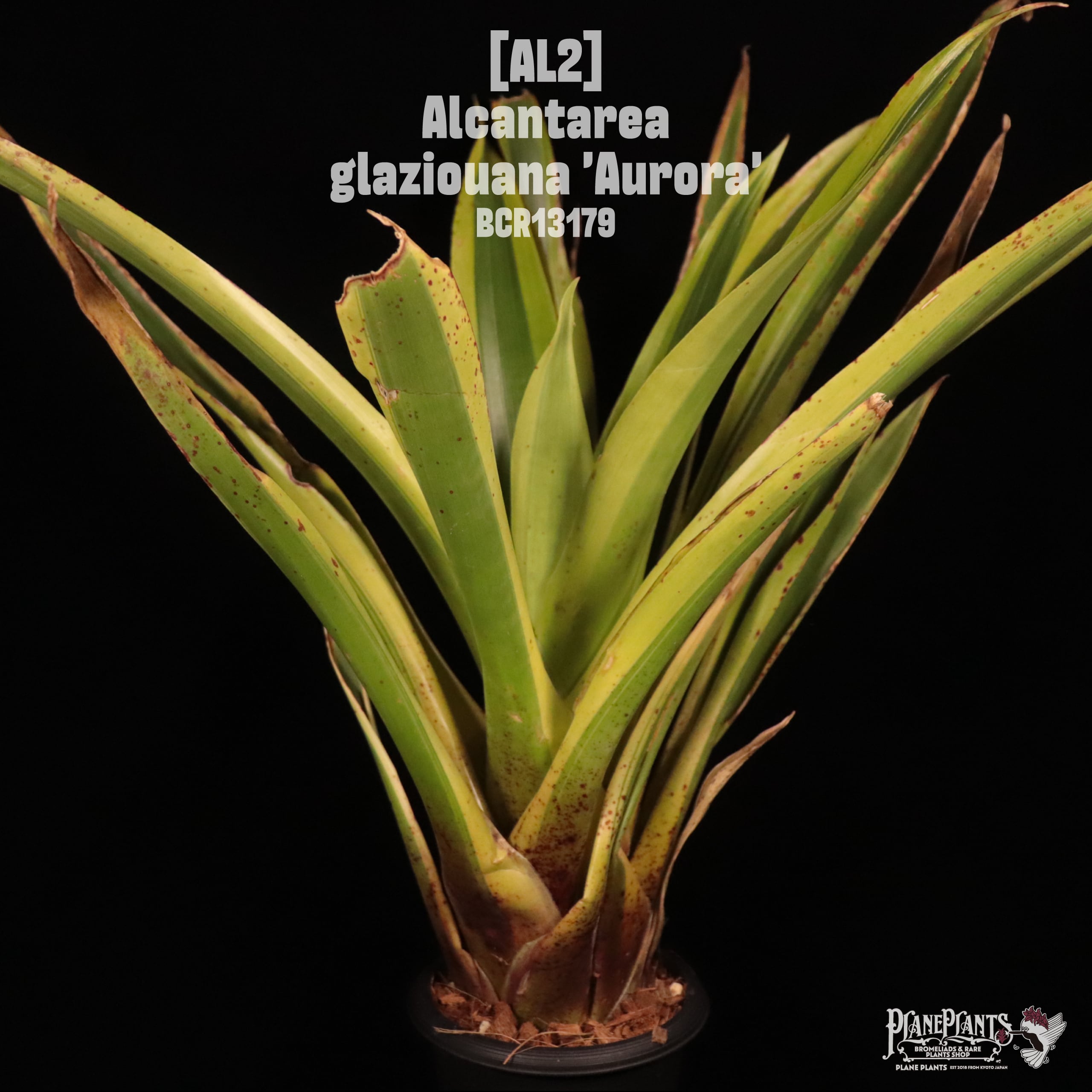 Alcantarea glaziouana 'Aurora'〔アルカンタレア〕AL2