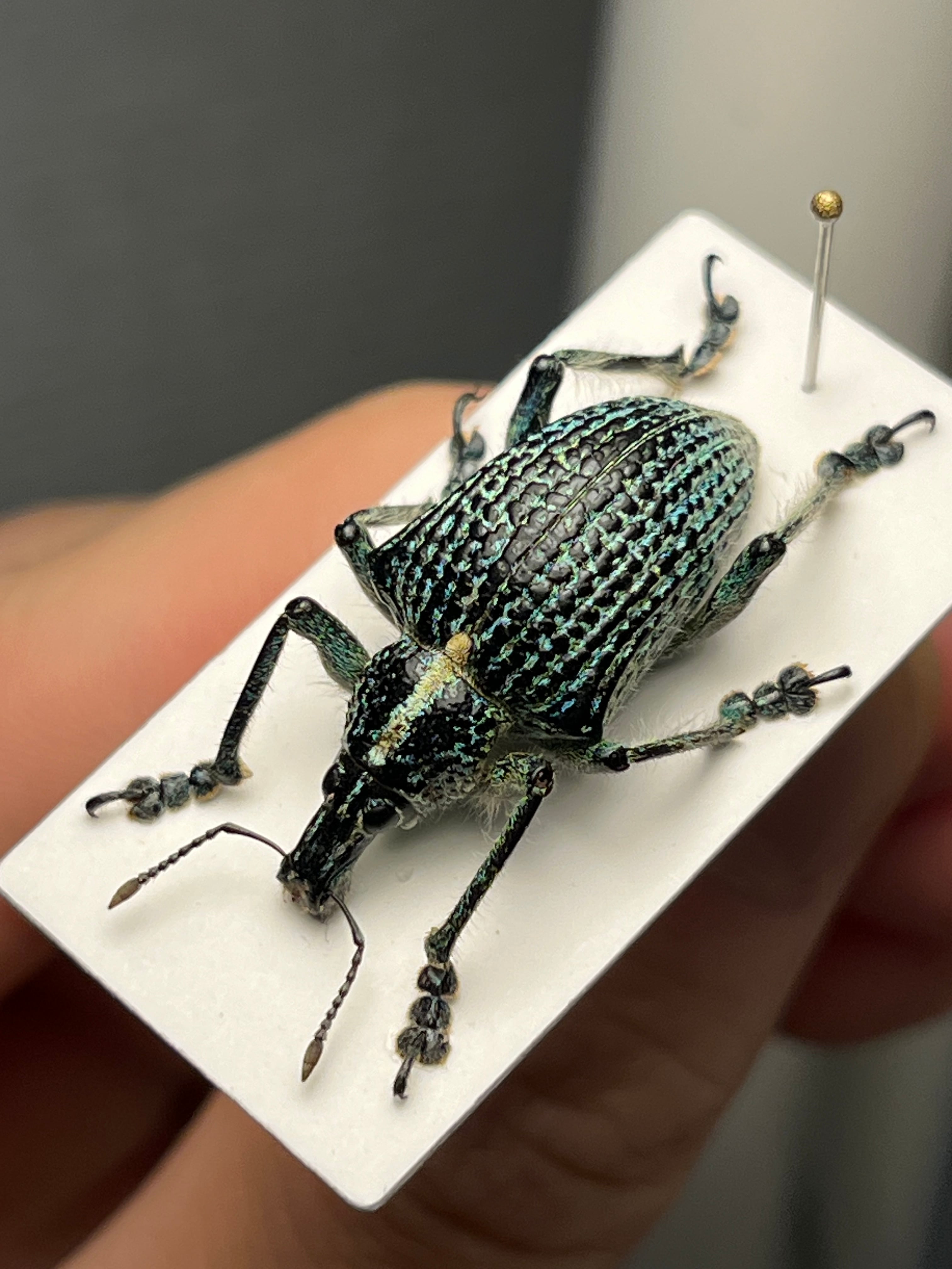 【37mm】ベニモンオオタマゾウムシ 標本 Brachycerus タマムシ 24mm】皇帝の風格漂うグラニュラタスコウテイゾウムシ 標本 南アメリカ