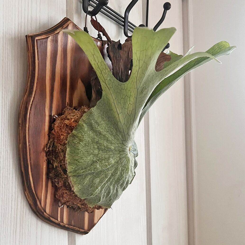 ビカクシダ グランデ 板付 【観葉植物 壁掛け コウモリラン