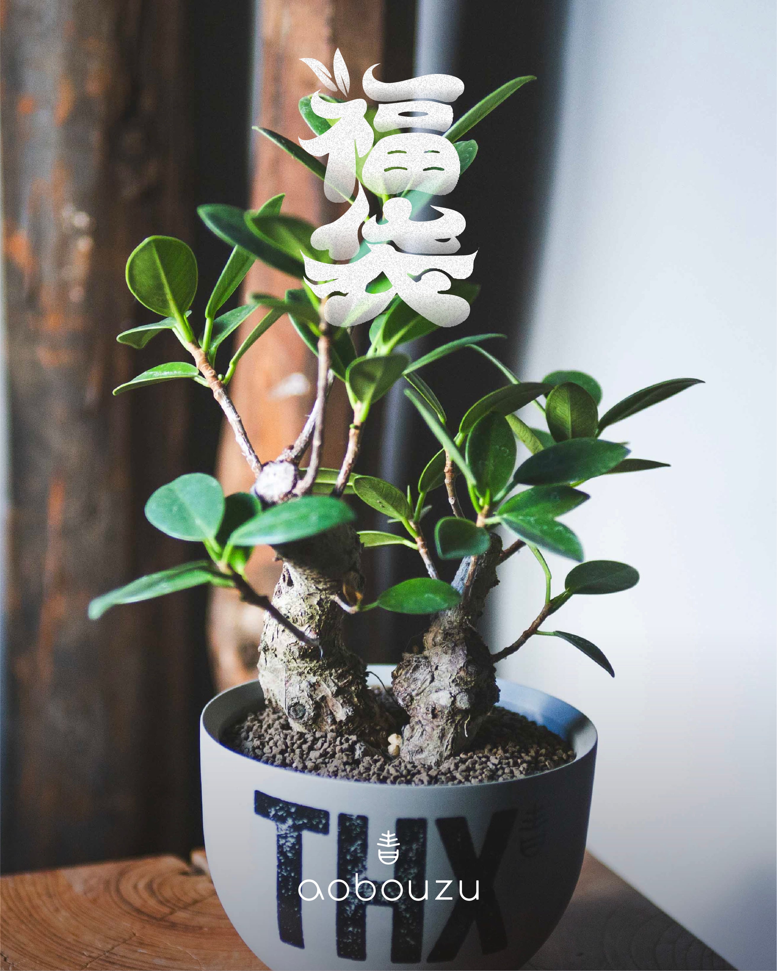 琉球盆栽】Ficus microcarpa【極上のイボガジュマル】 | 青坊主-aobouzu-