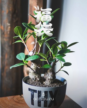 青坊主特製 福袋2026ver【植物33,000円】