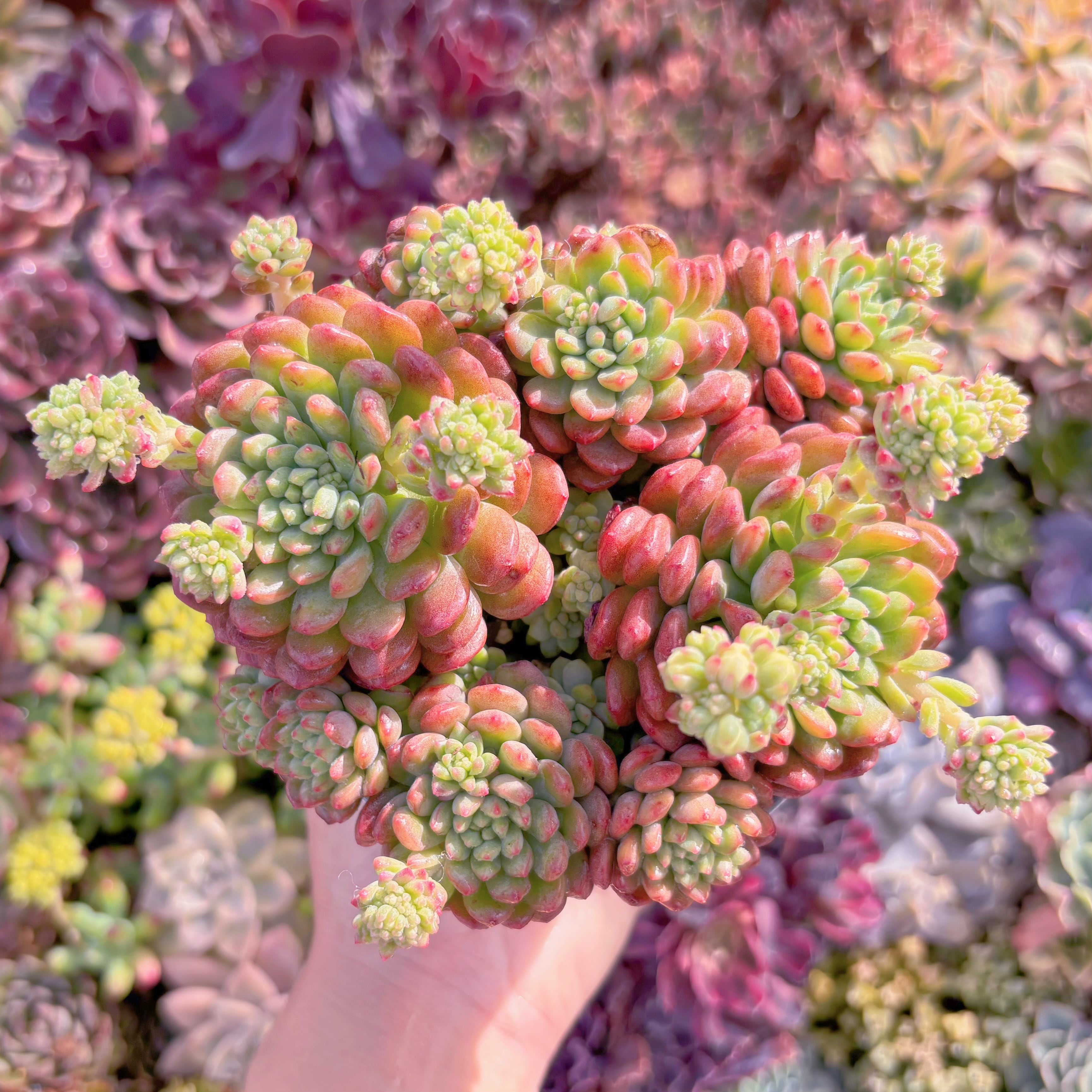 現品　可愛多#919　新入荷　るる農園