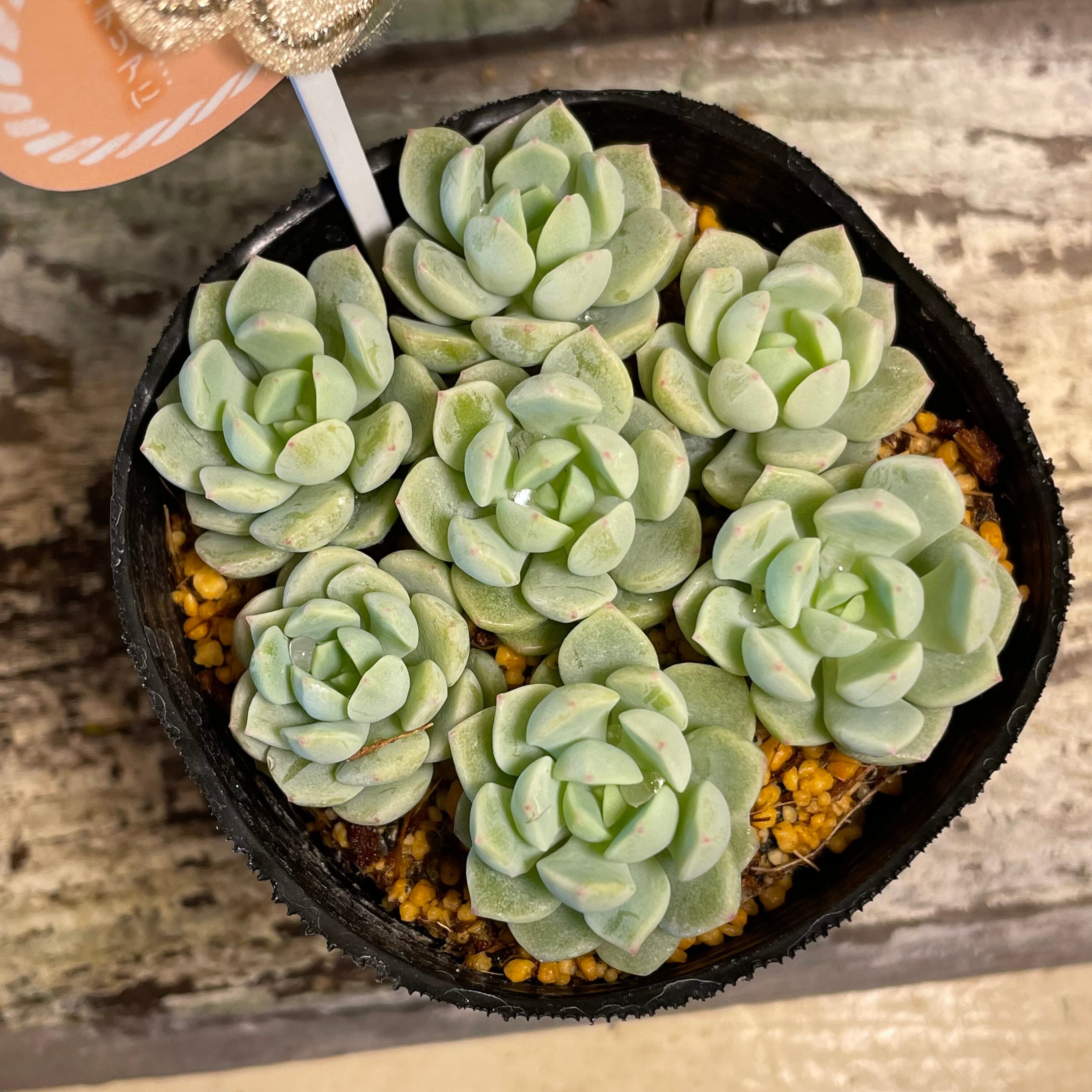 日本人気超絶の Poo U様専用出品 多肉植物 エケベリア おまとめ 植物 観葉植物 インテリア小物 10 035 Eur Artec Fr