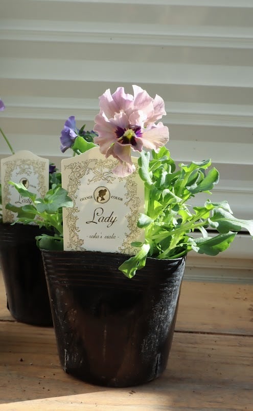 ビオラ『レディ』 3号ポット 1苗 寄せ植え 花 | SaqueSifone（サク