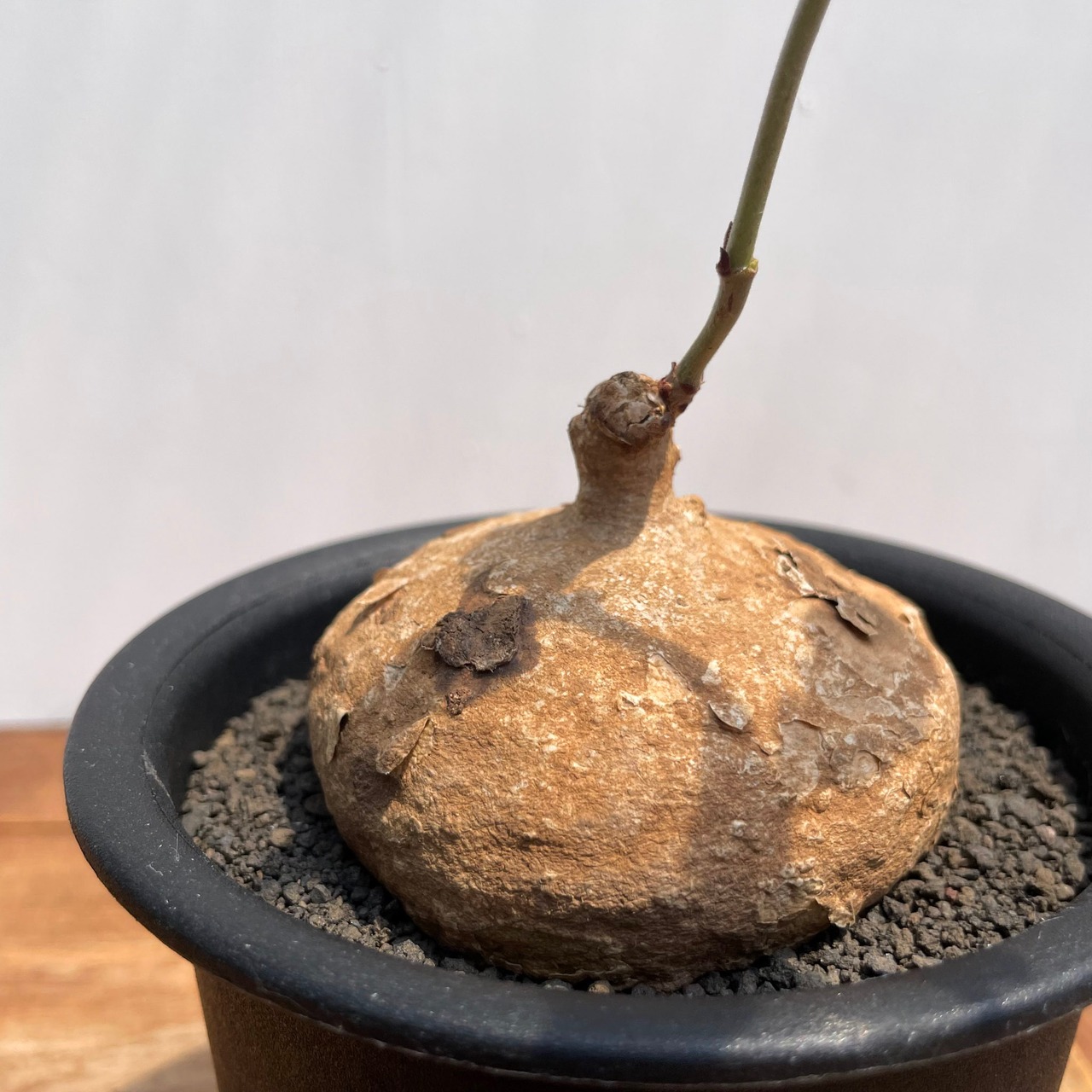 Raphionacme globosa【ラフィオナクメ・グロボーサ】