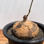 Raphionacme globosa【ラフィオナクメ・グロボーサ】