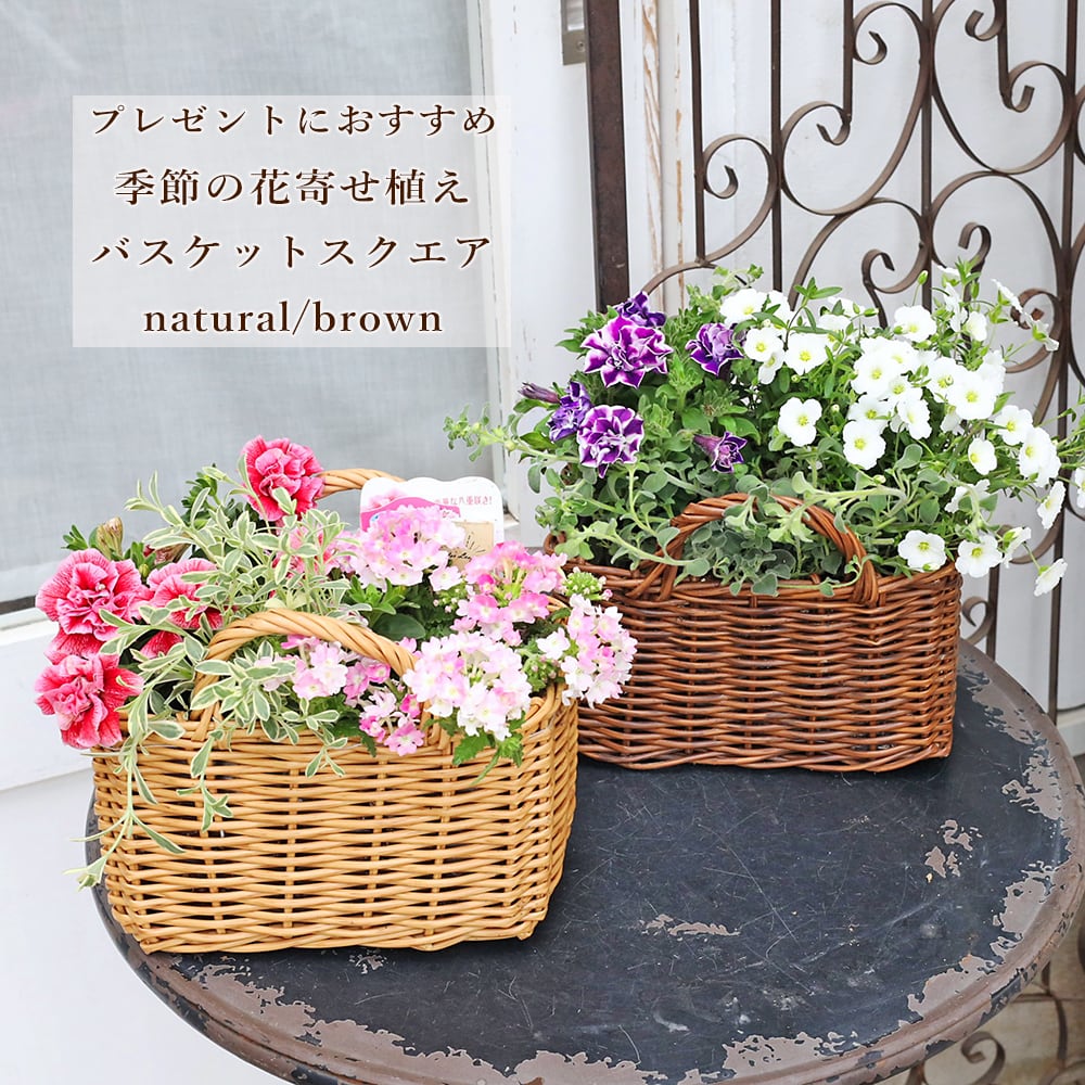 季節の花 寄せ植え おまかせ マウント バスケット ナチュラル おしゃれ