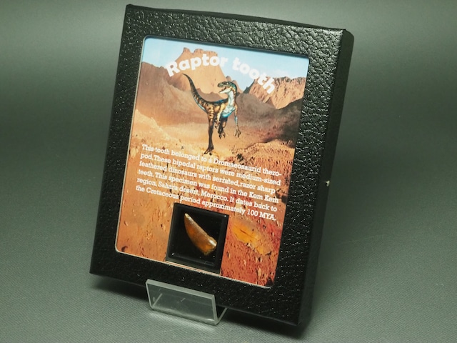 ラプターの歯【約24mm】【Unidentified Raptor】モロッコ王国産/化石/ティラノサウルス/ラプトル/スピノサウルス/爪/牙/恐竜