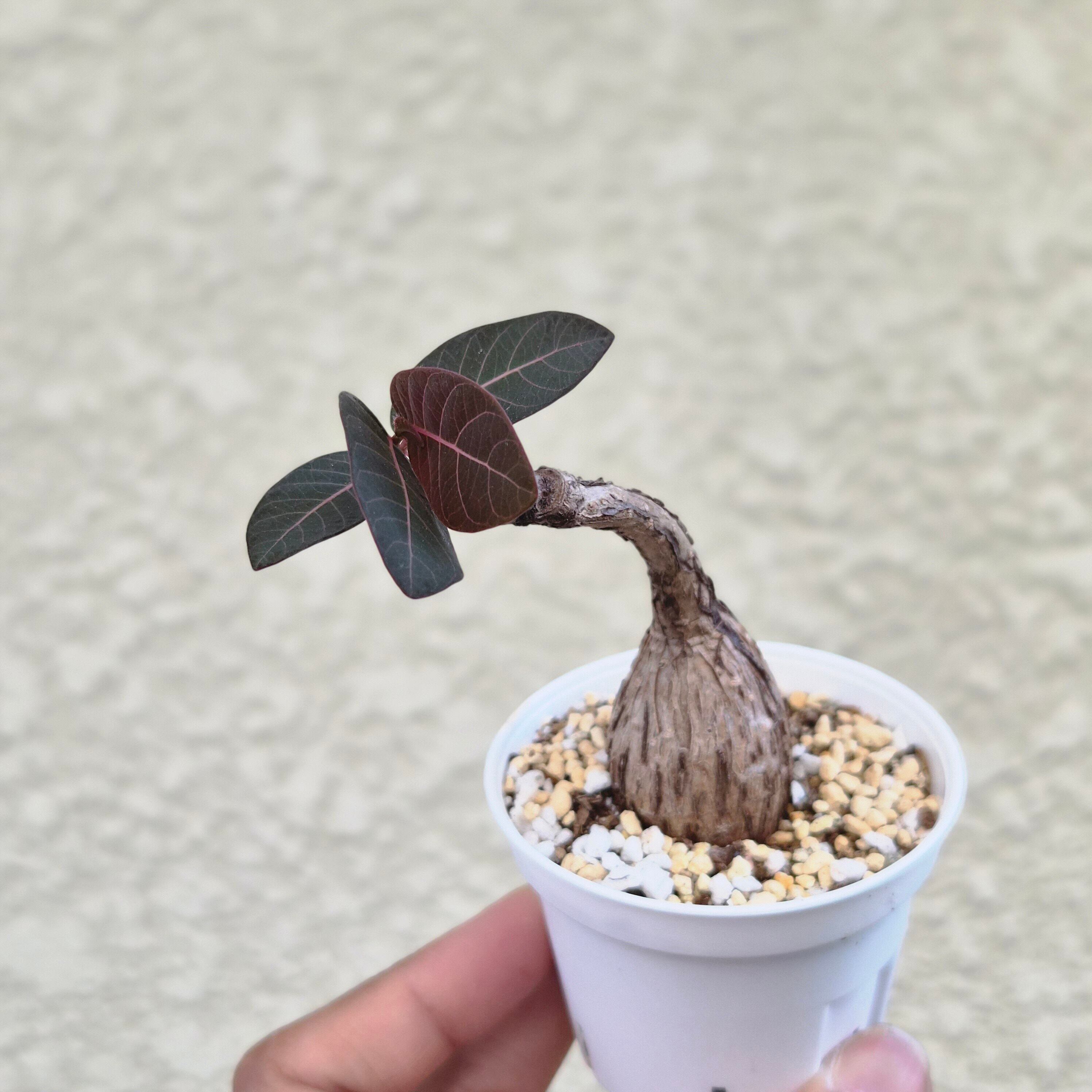 ⑤Sサイズ〚フィランサス・ミラビリス〛Phyllanthus Mirabilis 塊根植物 コーデックス ポット発送